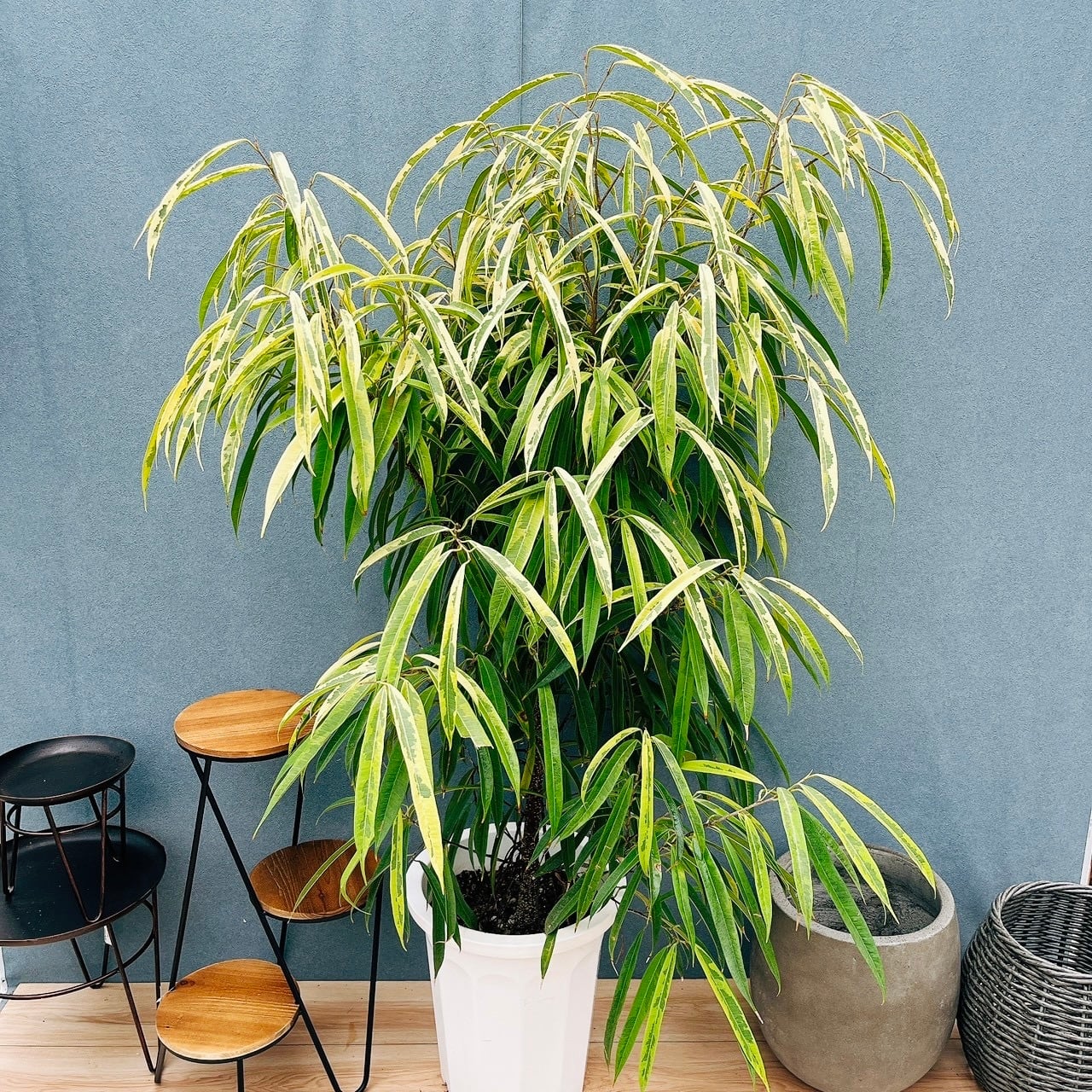 現品］52番 ユッカ エレファンティペス 斑入り 10号 観葉植物 室内