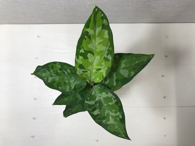 アグラオネマ ピクタム トリカラー