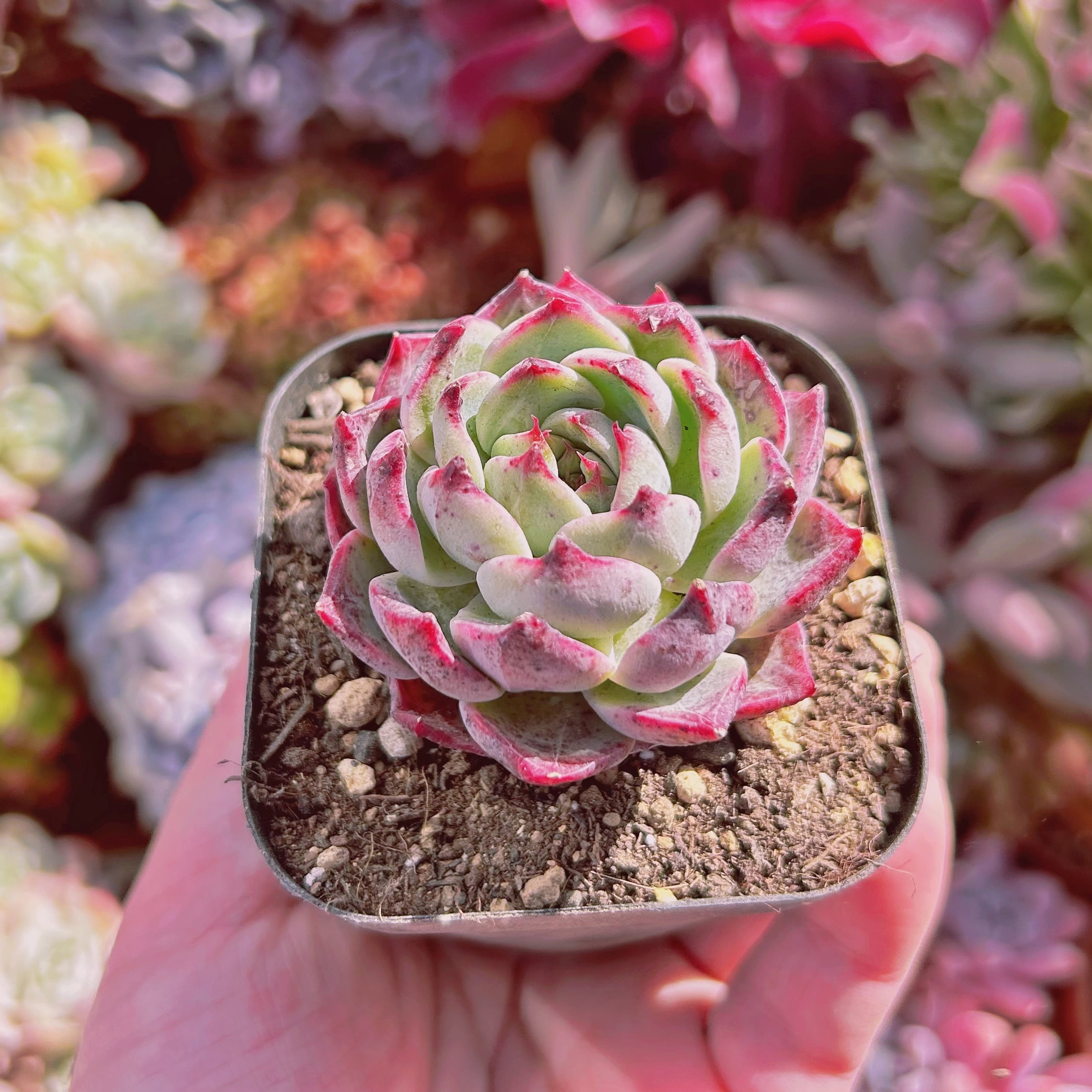 852現物 多肉植物 クランベリー | るる農園~多肉植物専門
