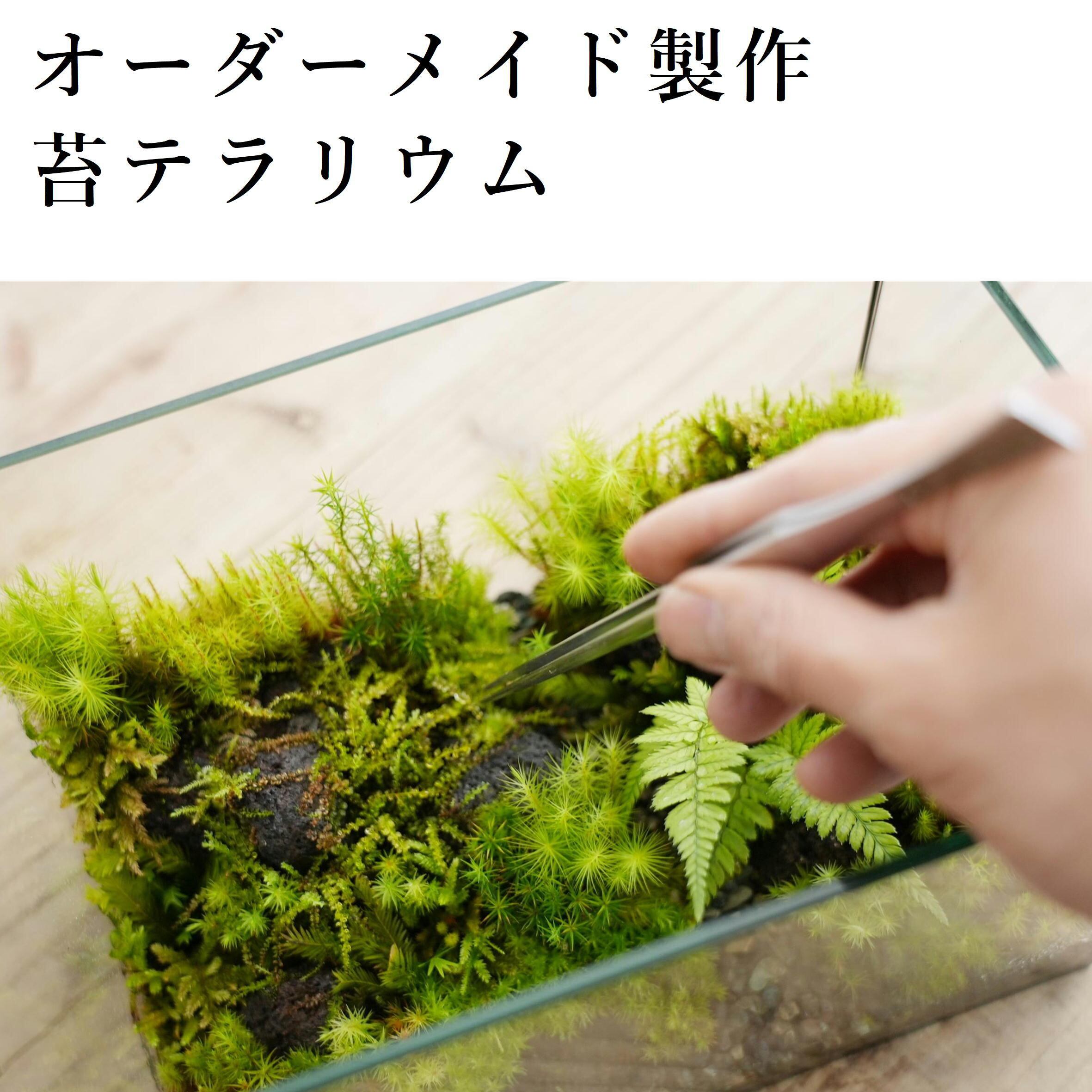 オーダー製作 苔テラリウム 25ｘ16cmガラス水槽 苔テラリウム専門ショップ道草