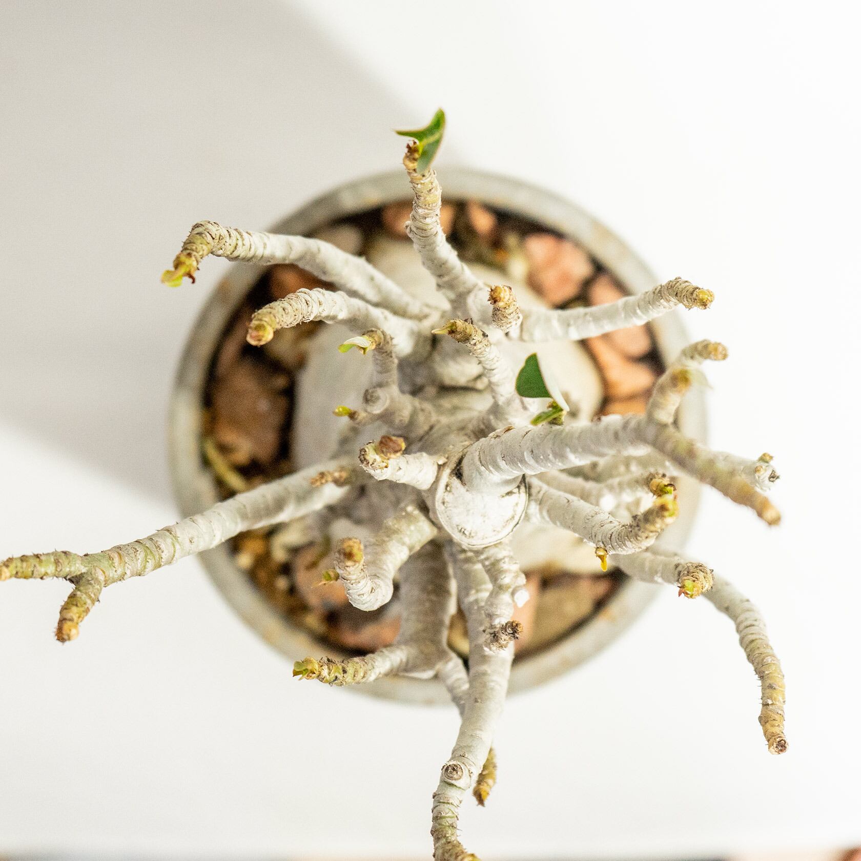 ≪ 多肉植物 ≫躍動感あるフォルムが魅力｜タコ足アデニウムの鉢植え｜シンプルでお部屋を選ばない手作りモルタル鉢