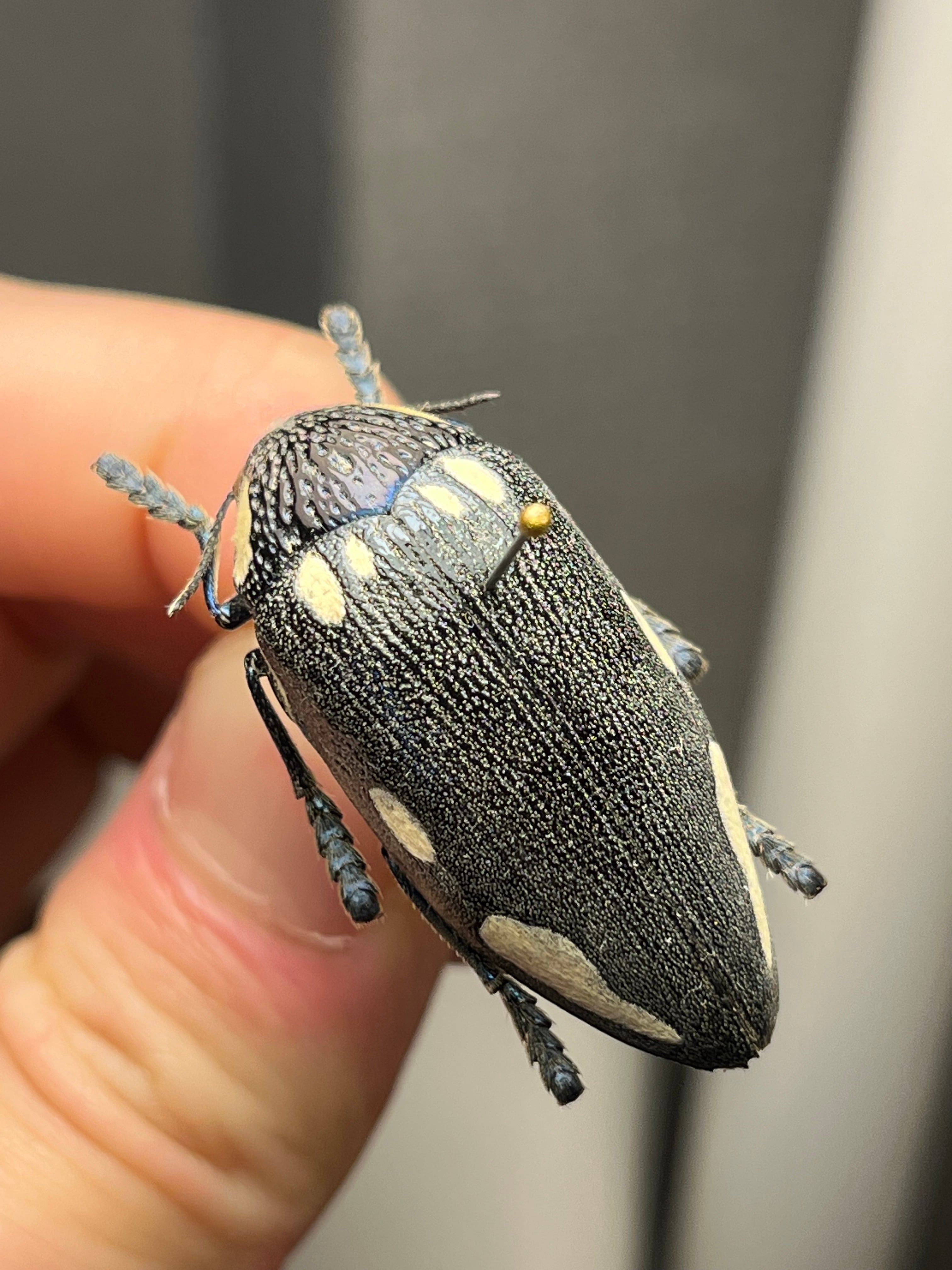 34mm】タテオビフトタマムシ giant jewel beetle 昆虫標本
