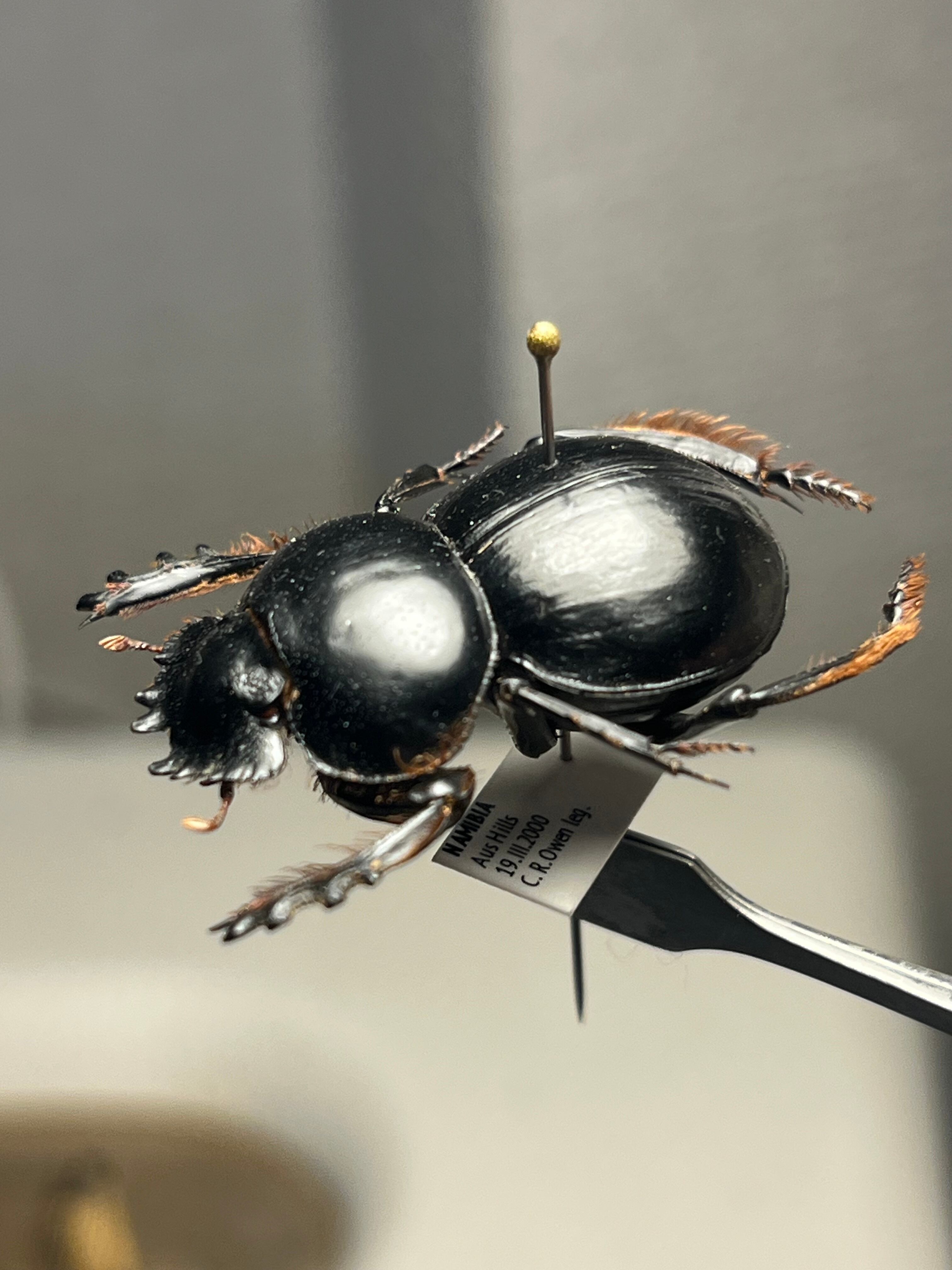 27mm♀】クモガタタマオシコガネに酷似のPachysoma schinzi 糞虫