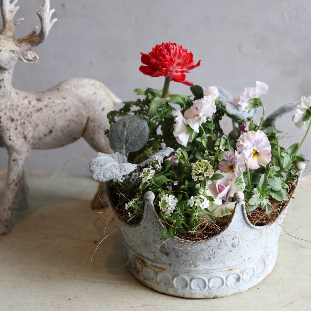 冬から春に楽しむ寄せ植え　アネモネファネモスレッドのシャビーなクラウンカップの寄せ植え　お正月にオススメ　届いてすぐ玄関に飾れる 　プレゼントにもオススメ　