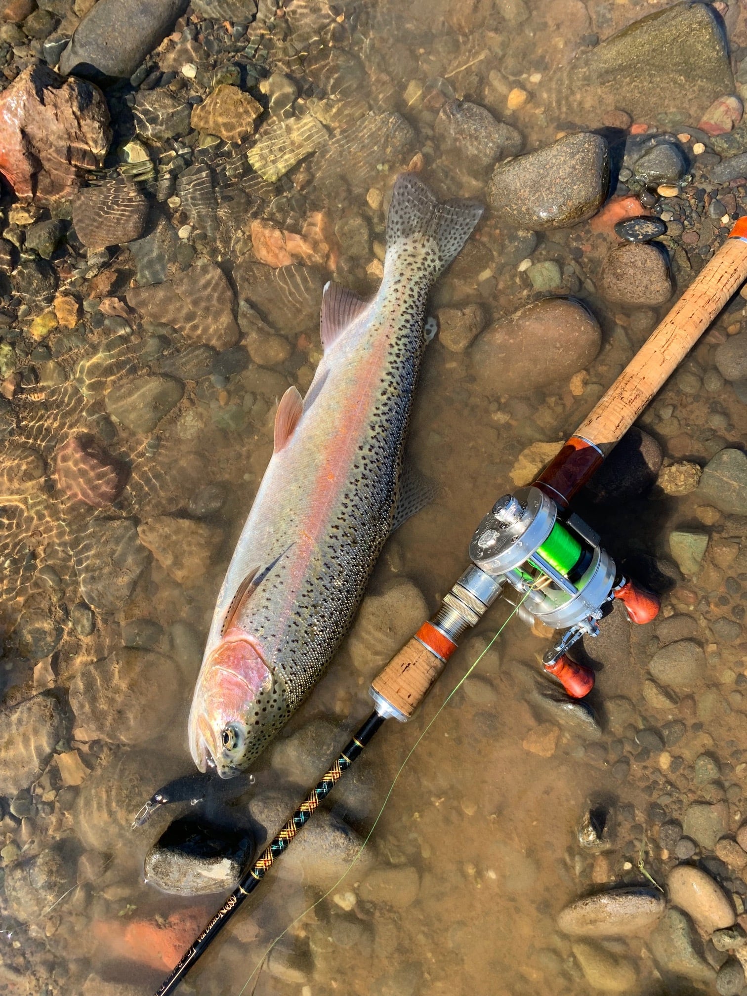 Dr. BORON PLUGGIN' BAITCAST 58H | saurusjunior