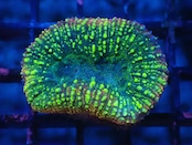 SelectionBaliShip Lobophyllia 2