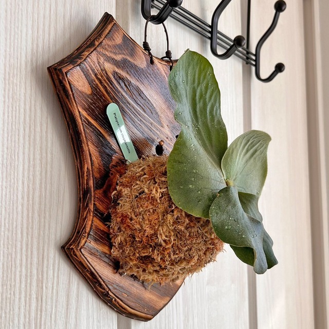 ビカクシダ エレファントティス 子株 板付 【観葉植物 壁掛け コウモリラン】