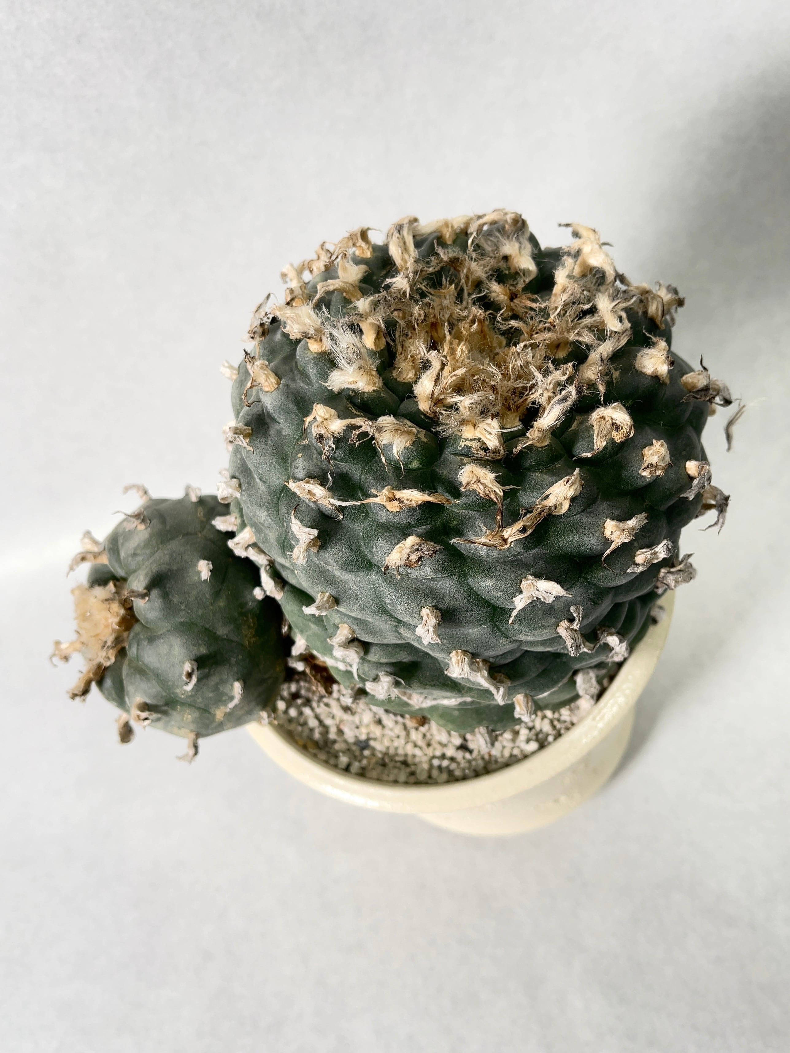 サボテン ロホホラ 鳥羽玉 J99 サボテン ロホホラ 鳥羽玉 J99