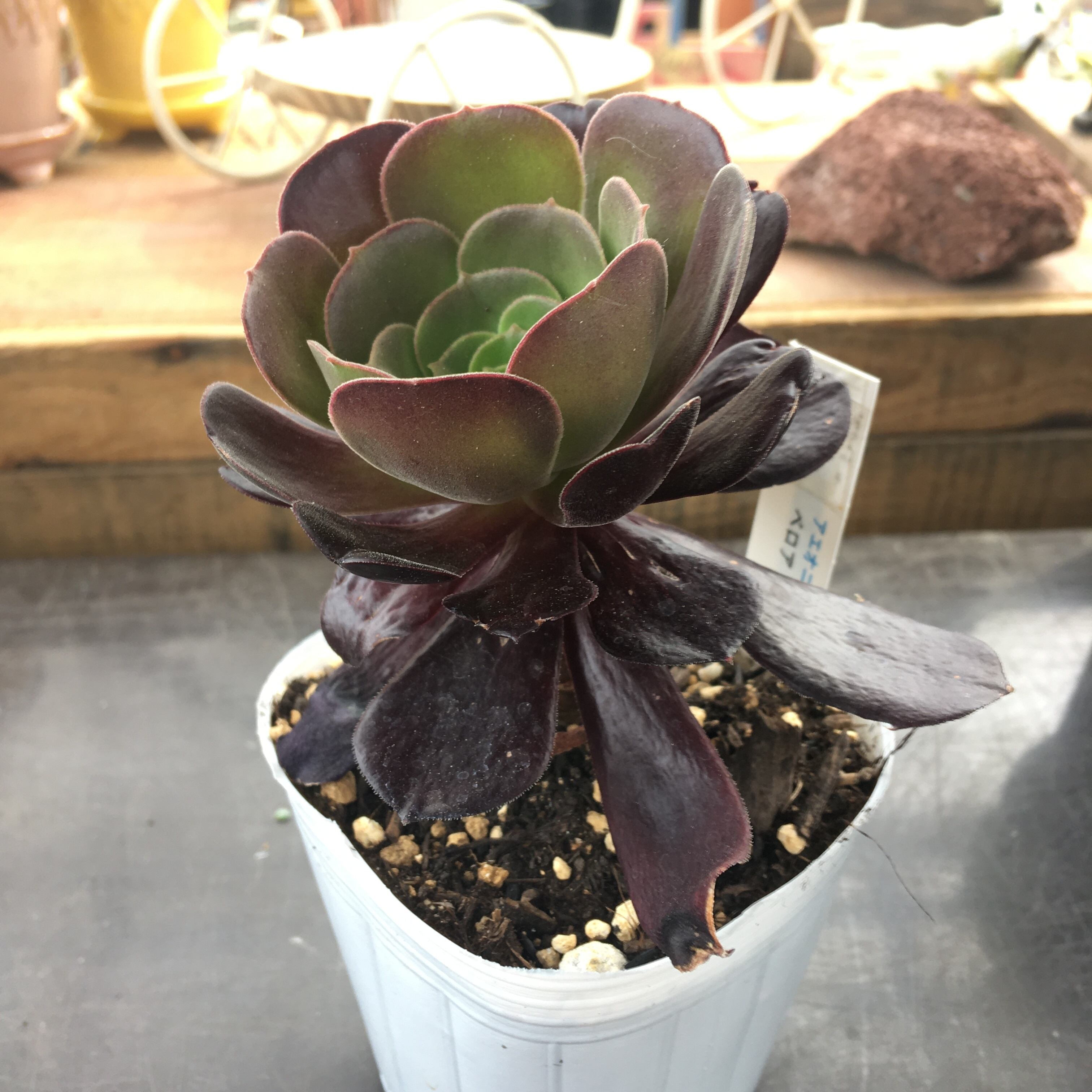 アエオニウム コッパーポット錦 抜き苗②