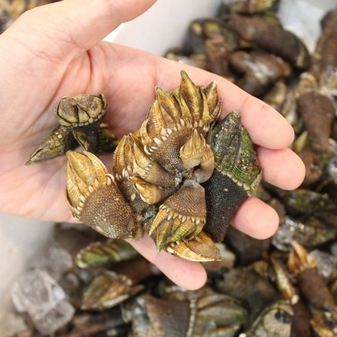 カメのテ 亀の手 愛知 他 500g 豊洲直送【亀の手500g】冷蔵