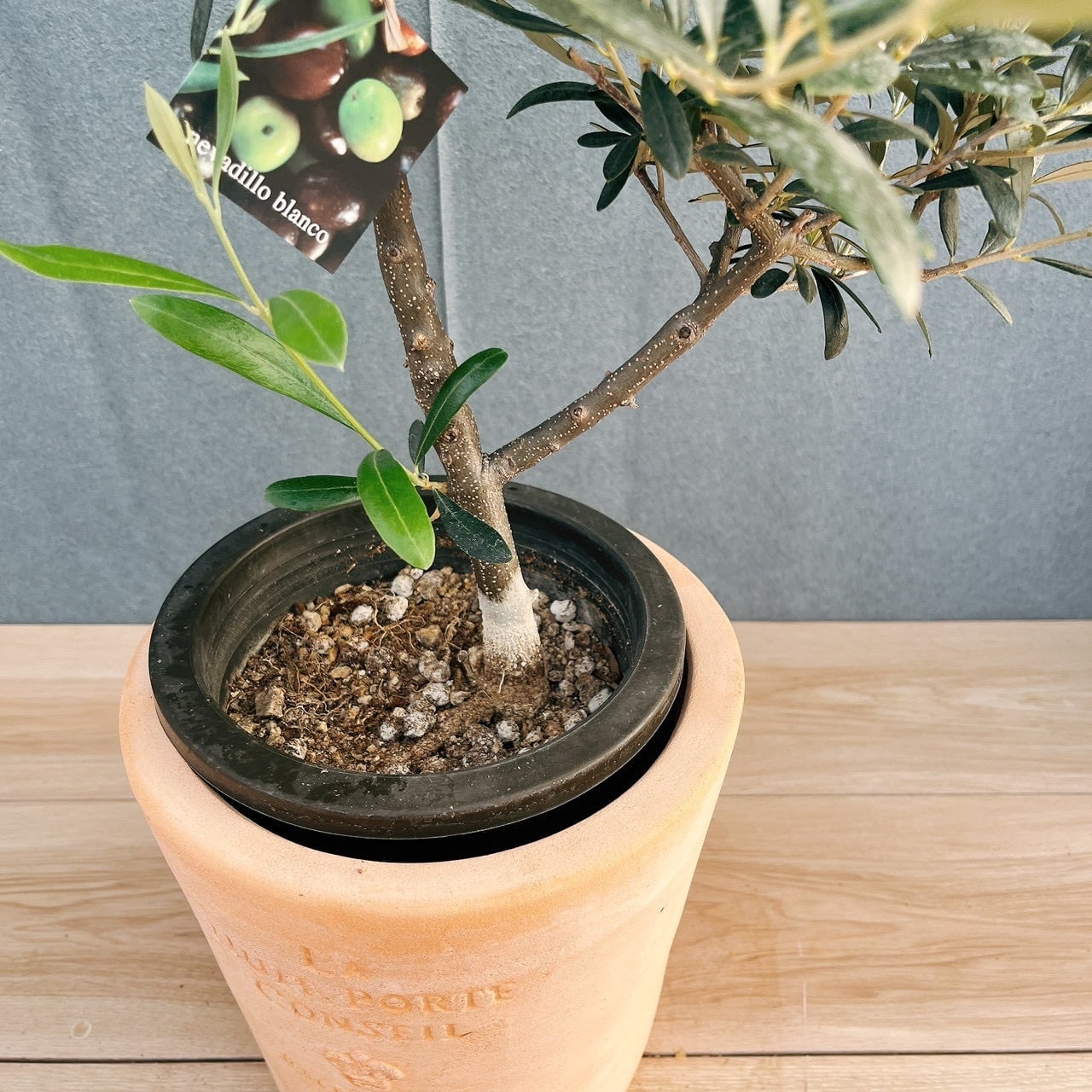 現品］82番 創樹 オリーブ ネバディロブランコ 6号 観葉植物