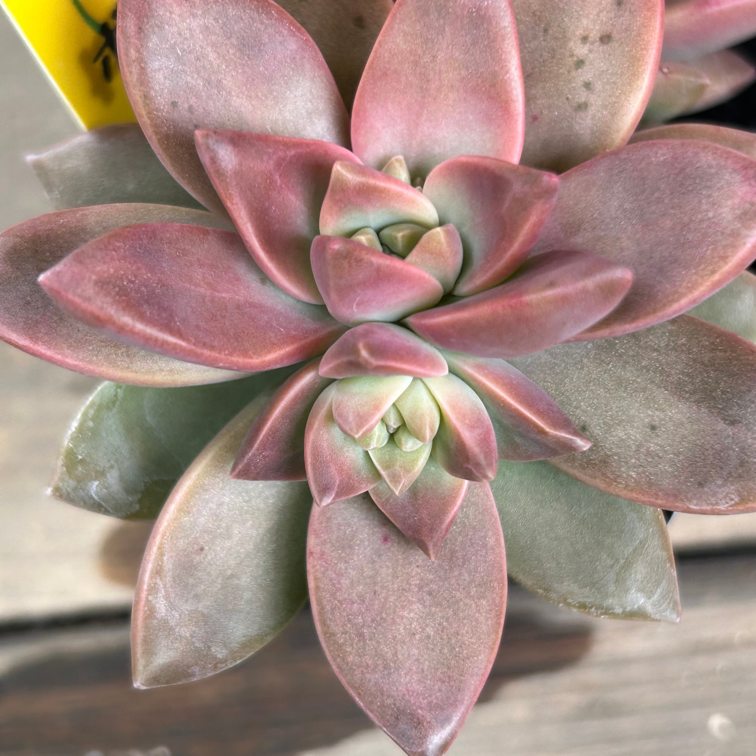 カリフォルニアサンセット | RuPo 多肉植物専門店