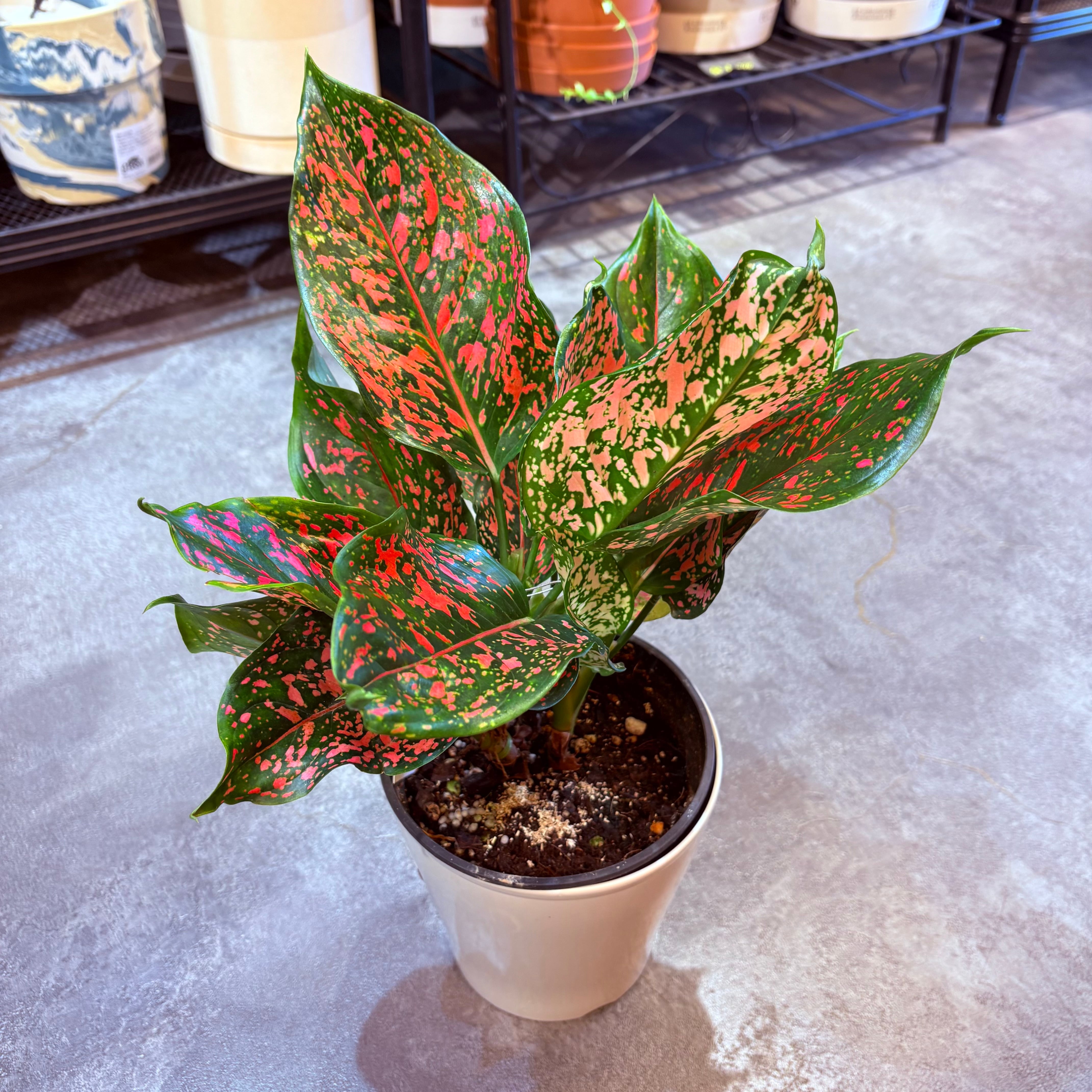 12500⤵️♧❇カラフルなアグラオネマ5品種セット販売です。 アグラオネマ SP 5号【荒木植物園さん】 | Green Vibes 宇都宮市の観葉