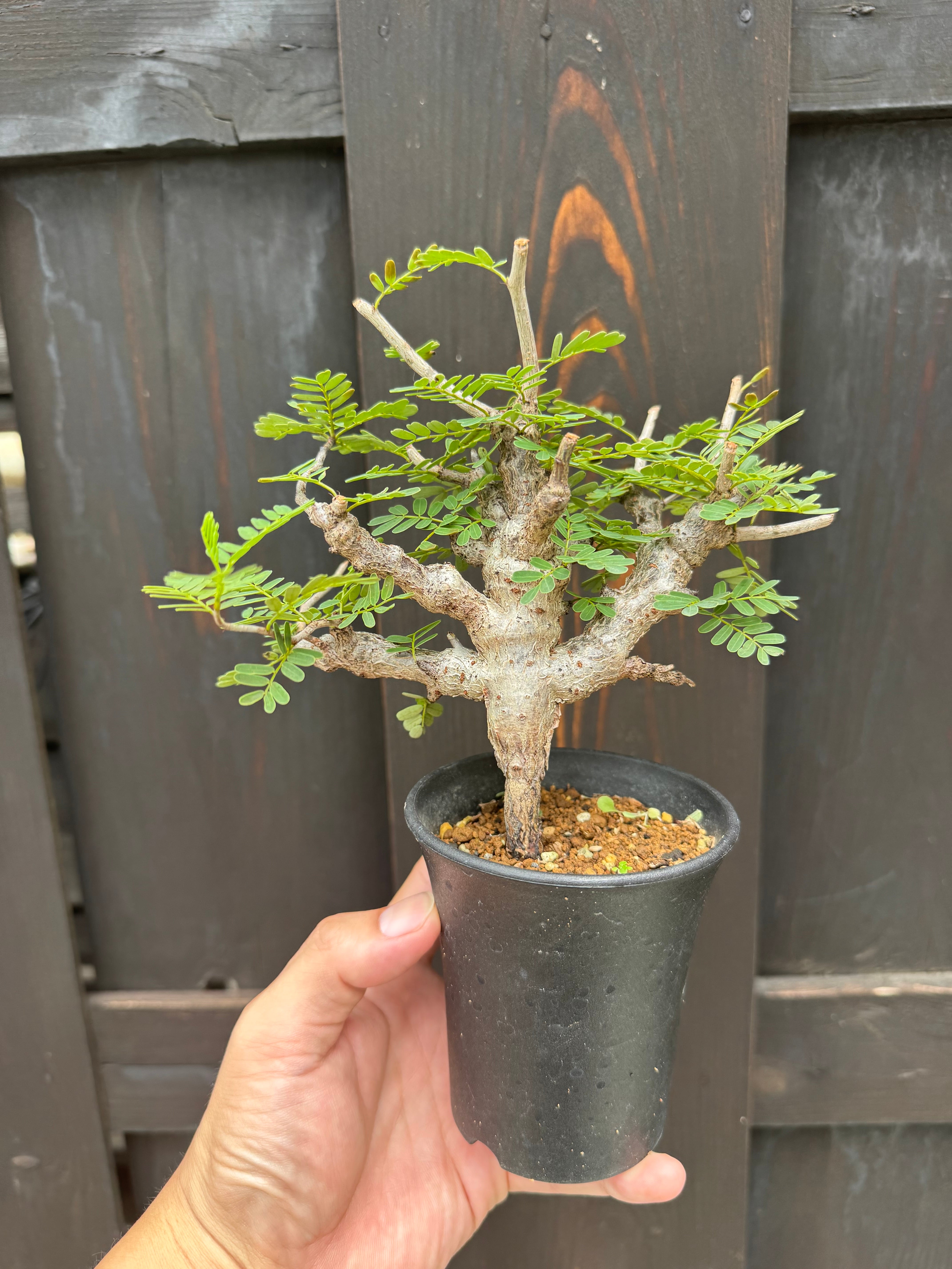 塊根植物 -caudex- | 青坊主-aobouzu-