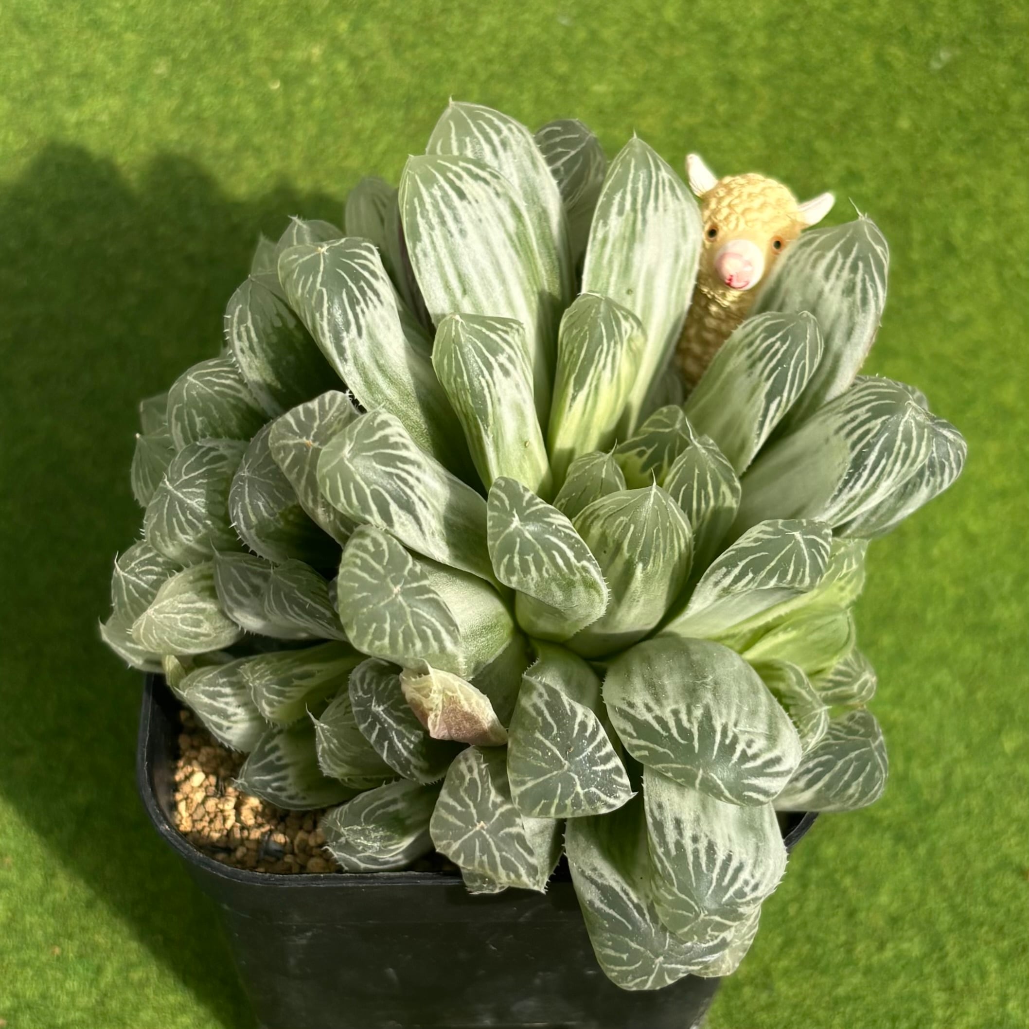 斑入り | 多肉植物 豆彦商店