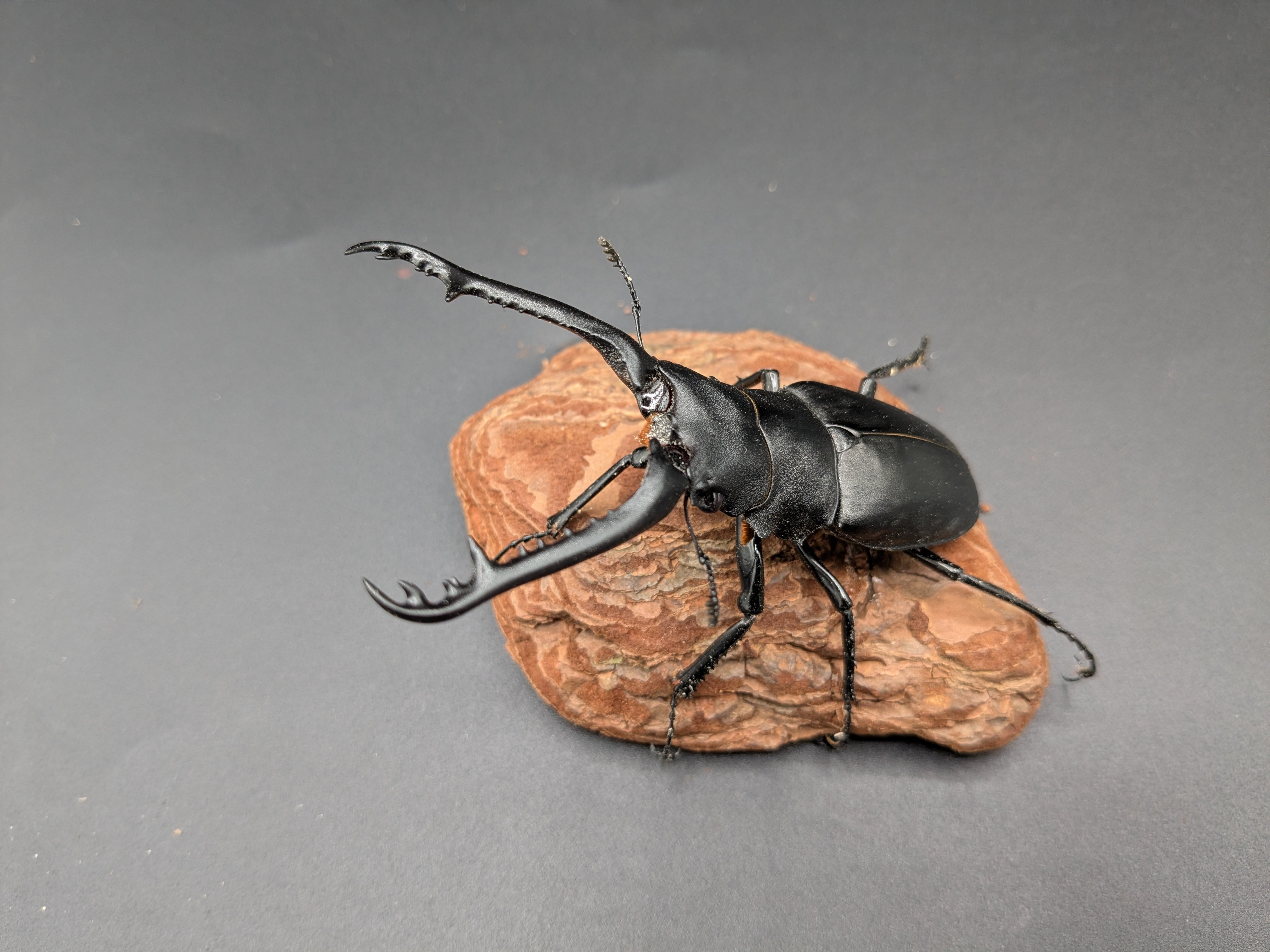 ギラファノコギリ ケイスケ ♂91mm♀フリー