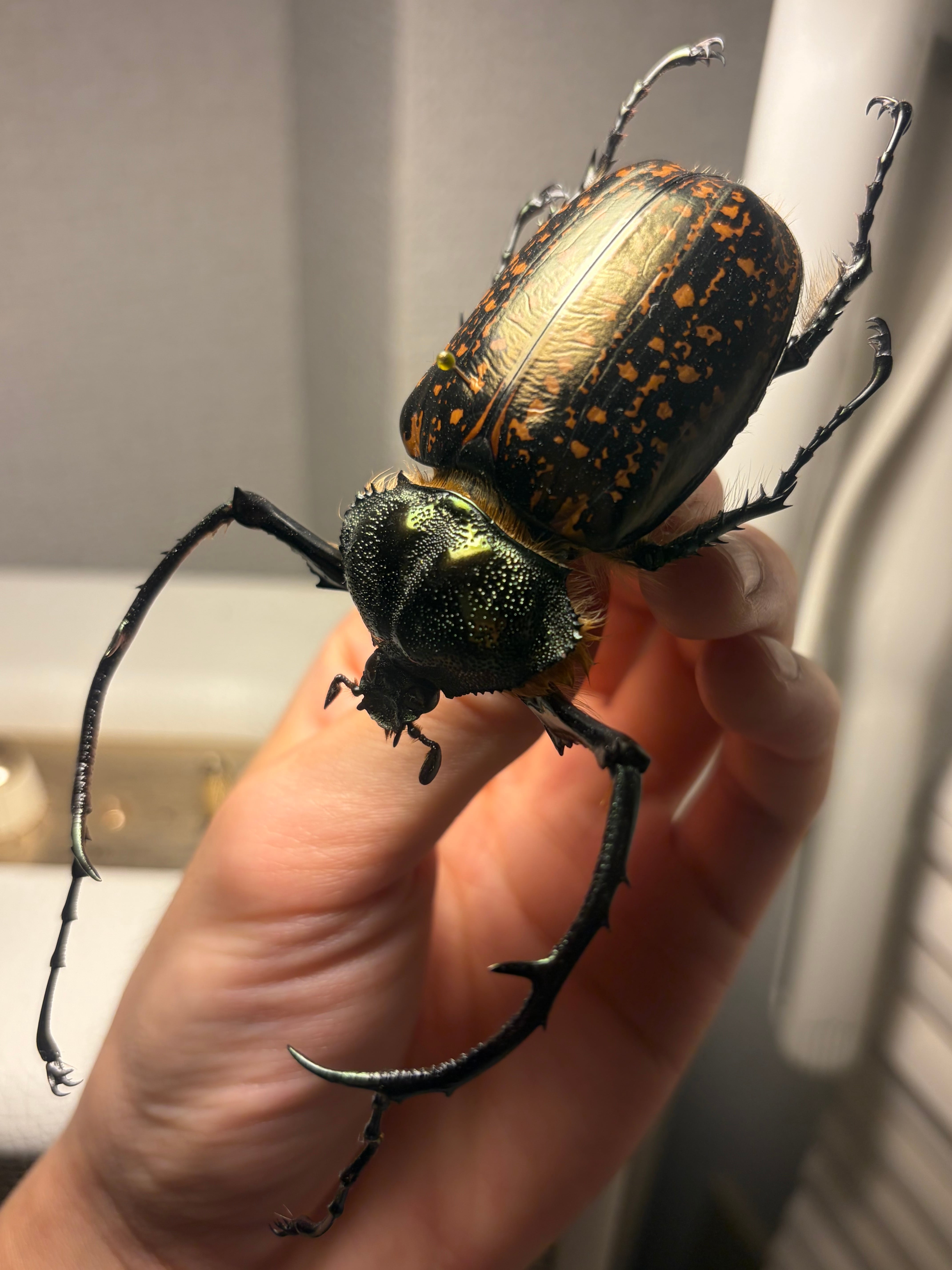 68mm】祈り拝むヤンソニーテナガコガネ カメムシサシガメ甲虫標本