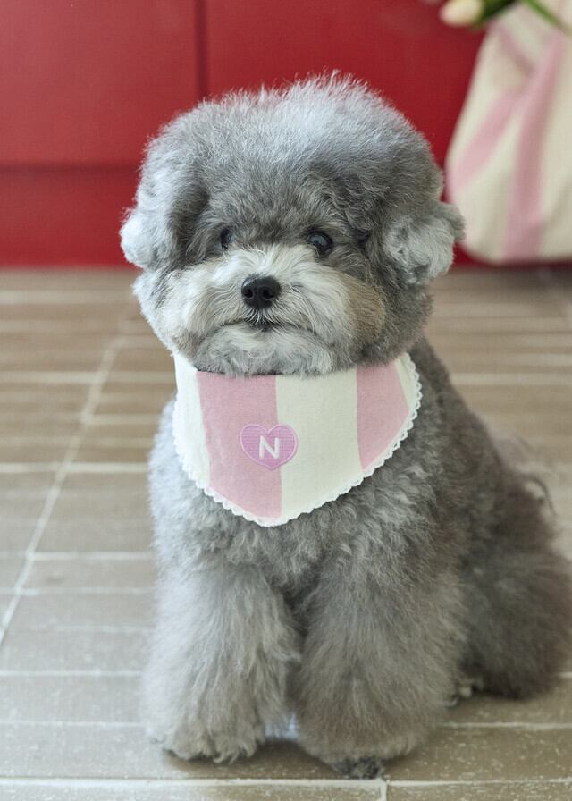 maro　犬服ハンドメイド MARO
