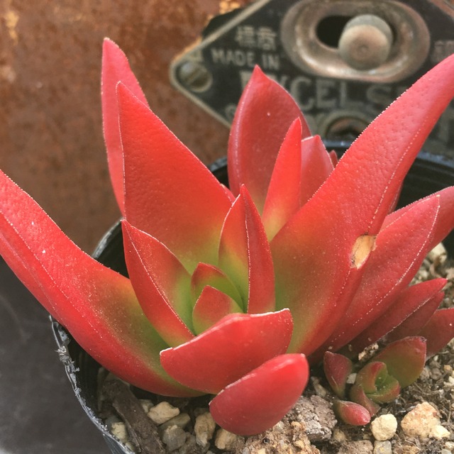 赤鬼城 クラッスラ Rupo 多肉植物専門店 赤鬼城 クラッスラ Rupo 多肉植物専門店