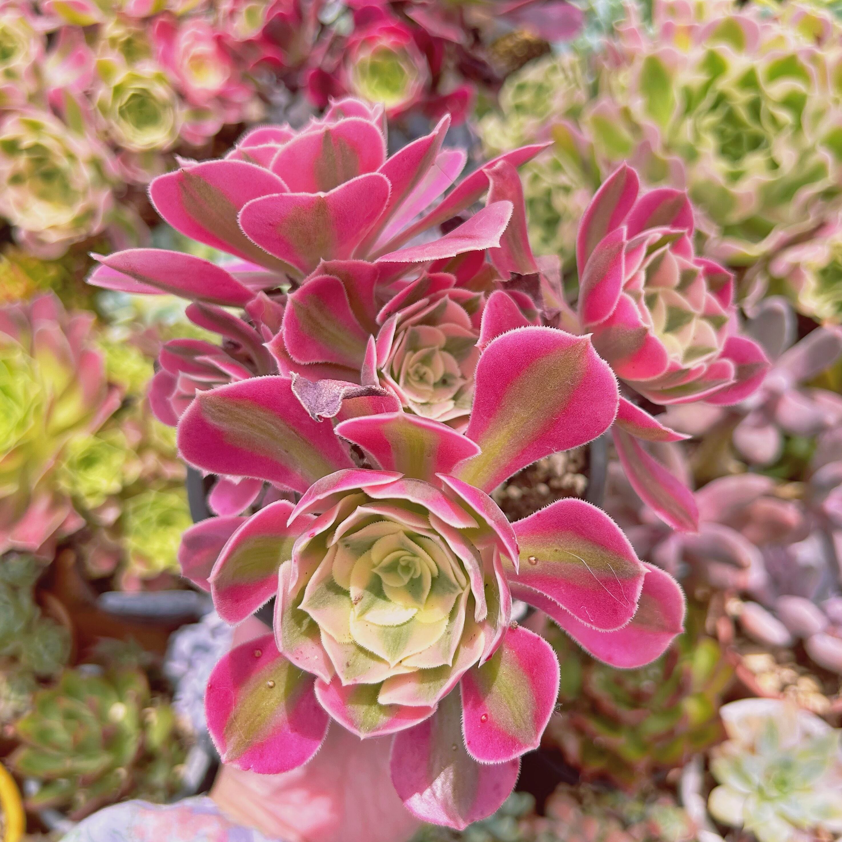 #306現物　多肉植物　アフラダイティ　特大　抜き苗