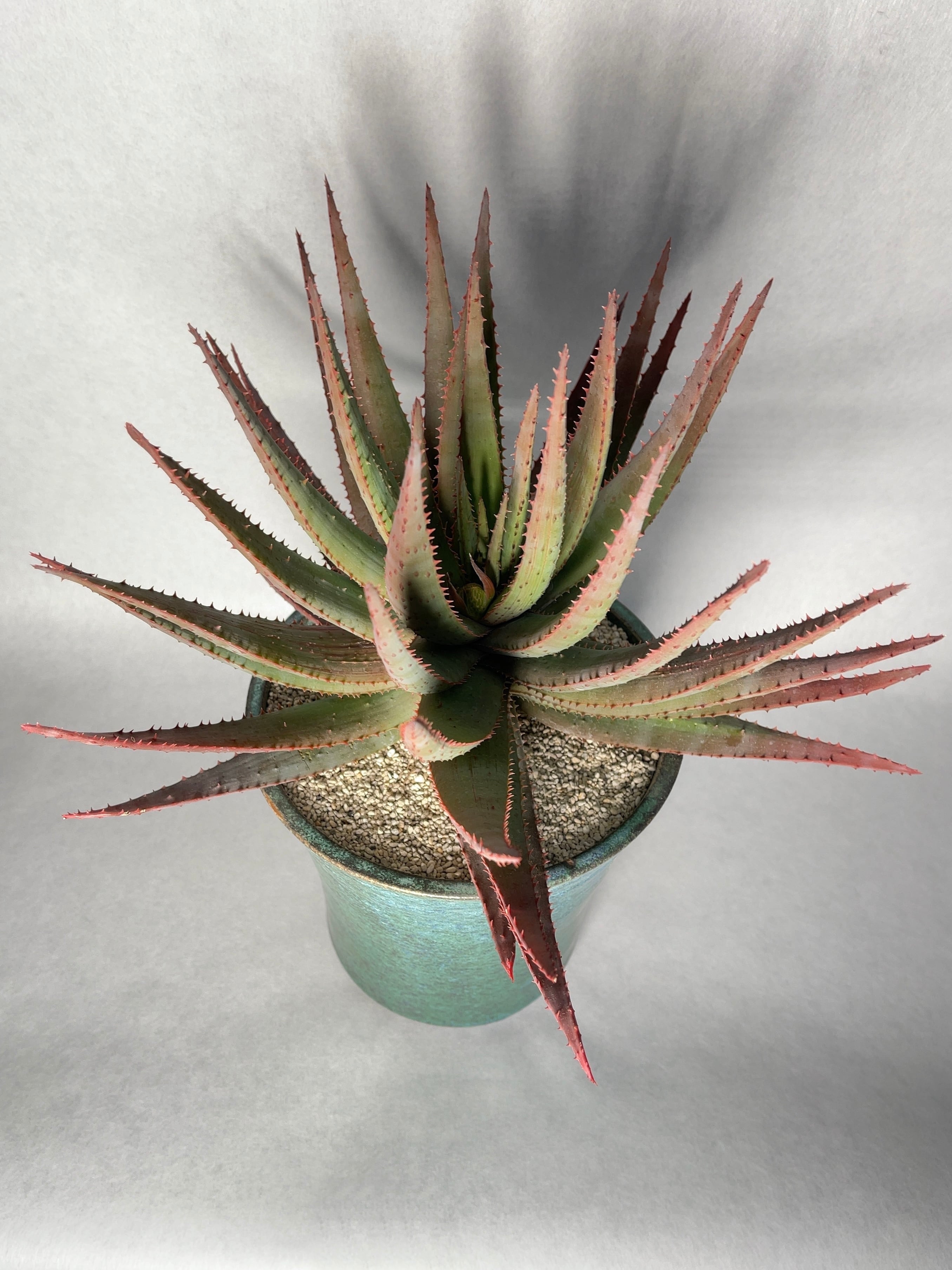 アロエ・コニフェラhyb. | trigger