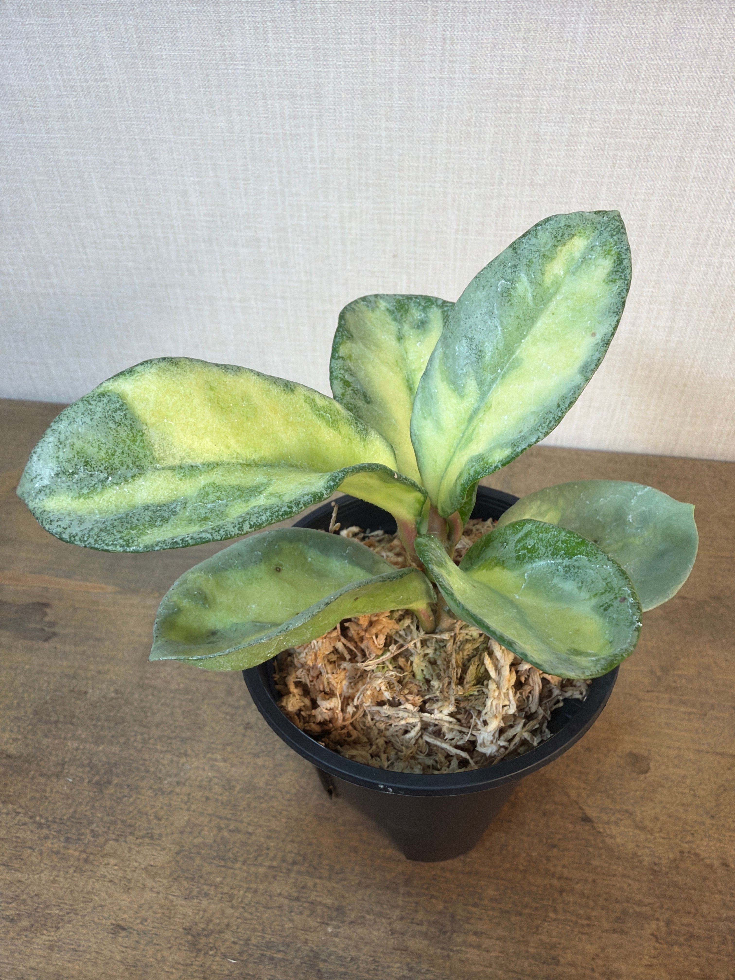 Bucephalandra pubes 