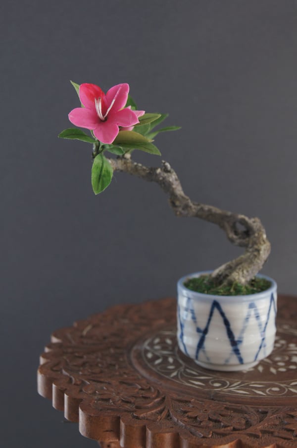 盆栽 玉之浦椿 吹き流し Camellia Bonsai #133 | Oh! BONSAI