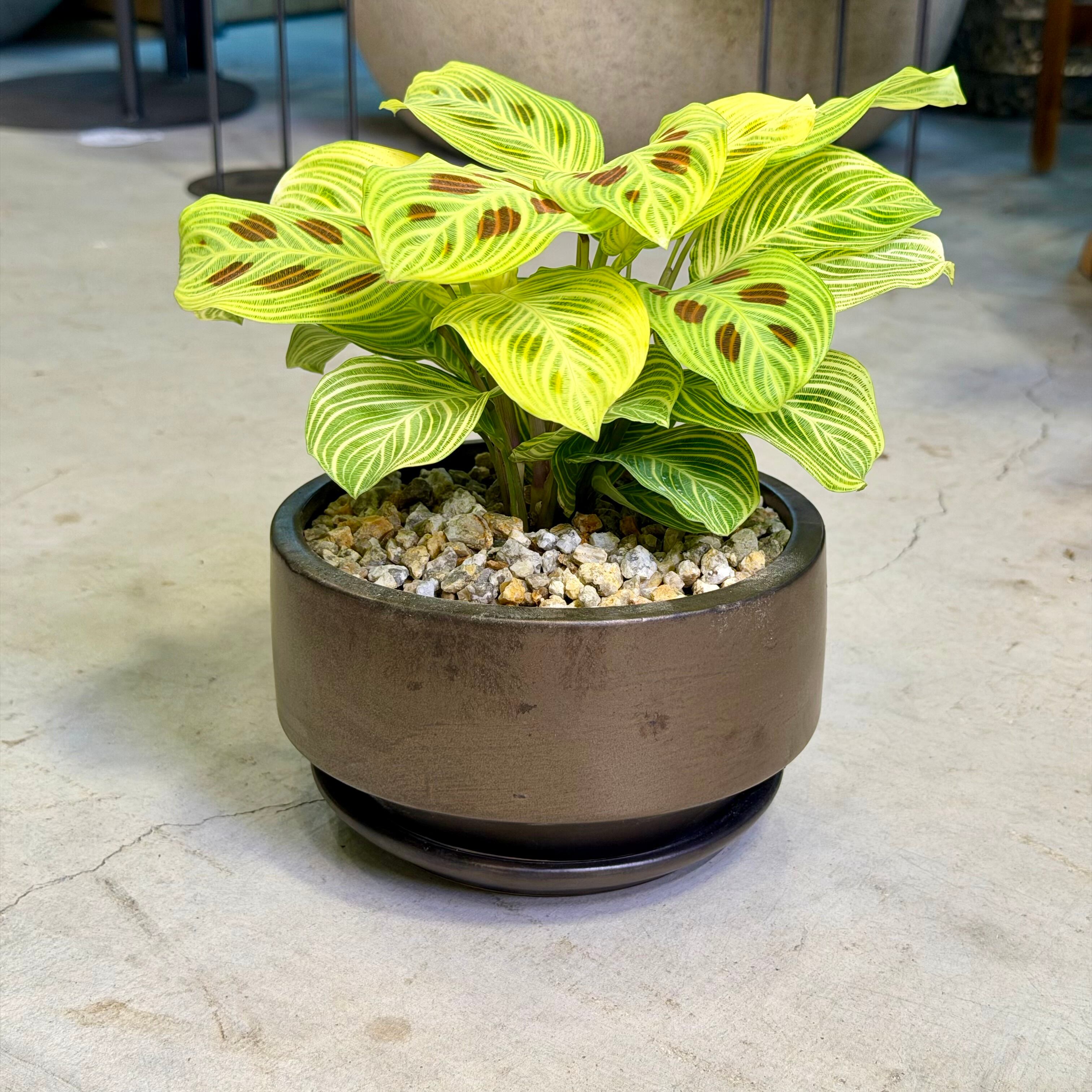 カラテア系 | barrelplants_BONSAI