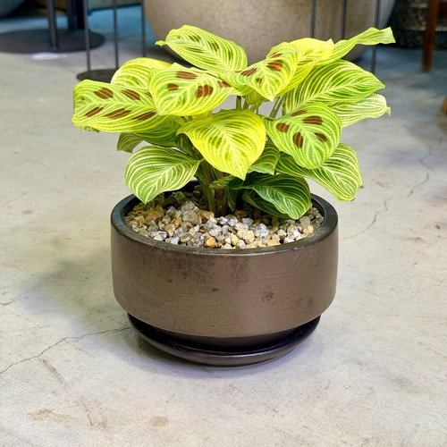 マランタ・レウコネウラ “ライトベインズ”