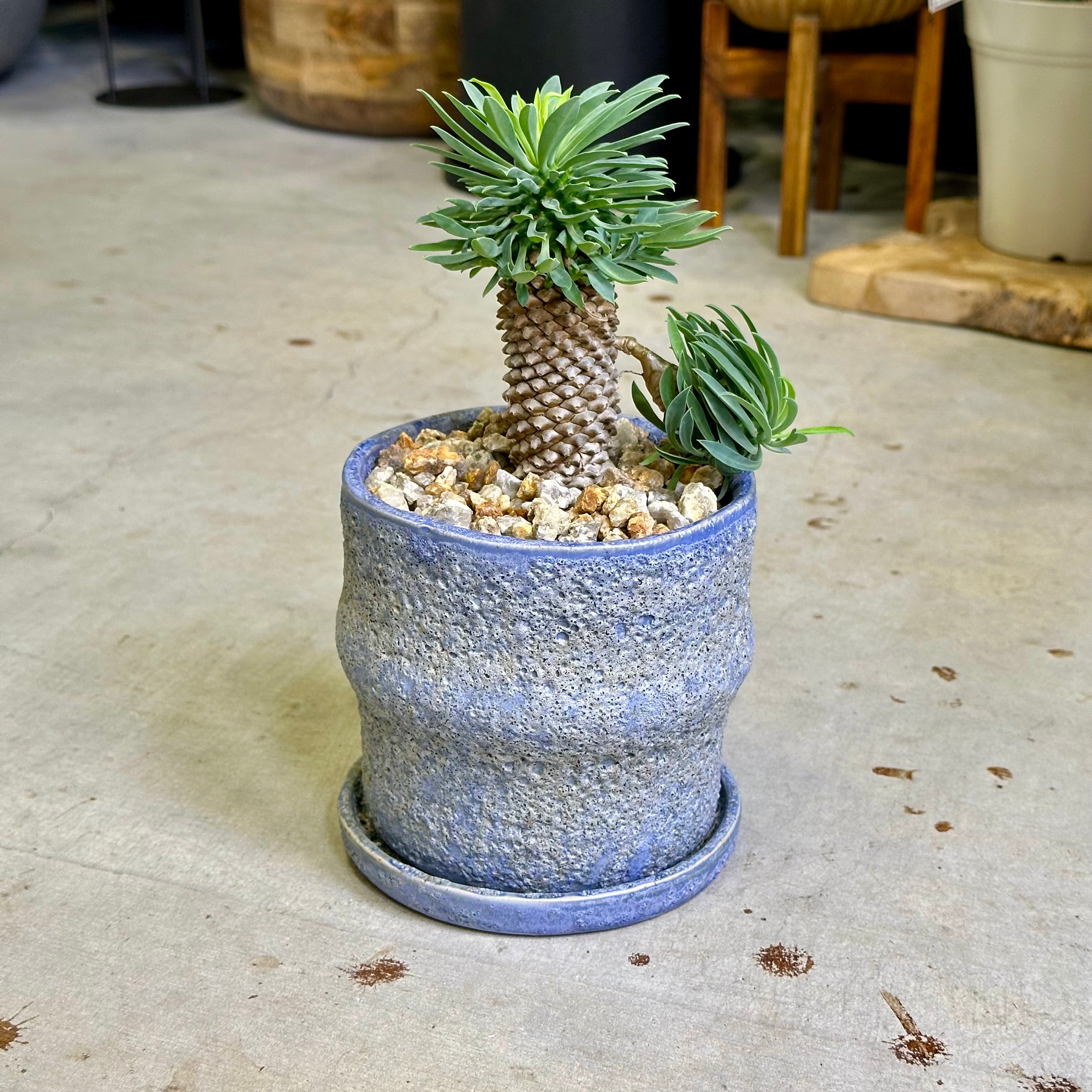 パイナップルコーン（ソテツキリン） | barrelplants_BONSAI