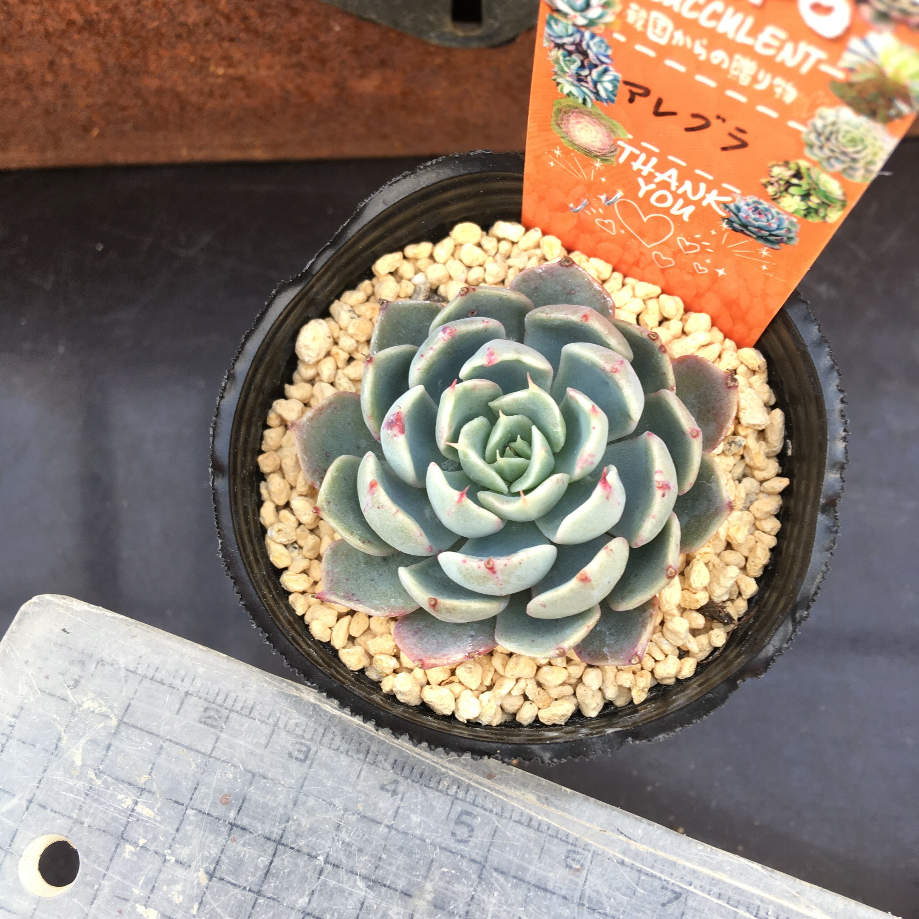 ︎︎☁︎︎様‪☆韓国苗 多肉植物 バンパイアアパロサ錦‬