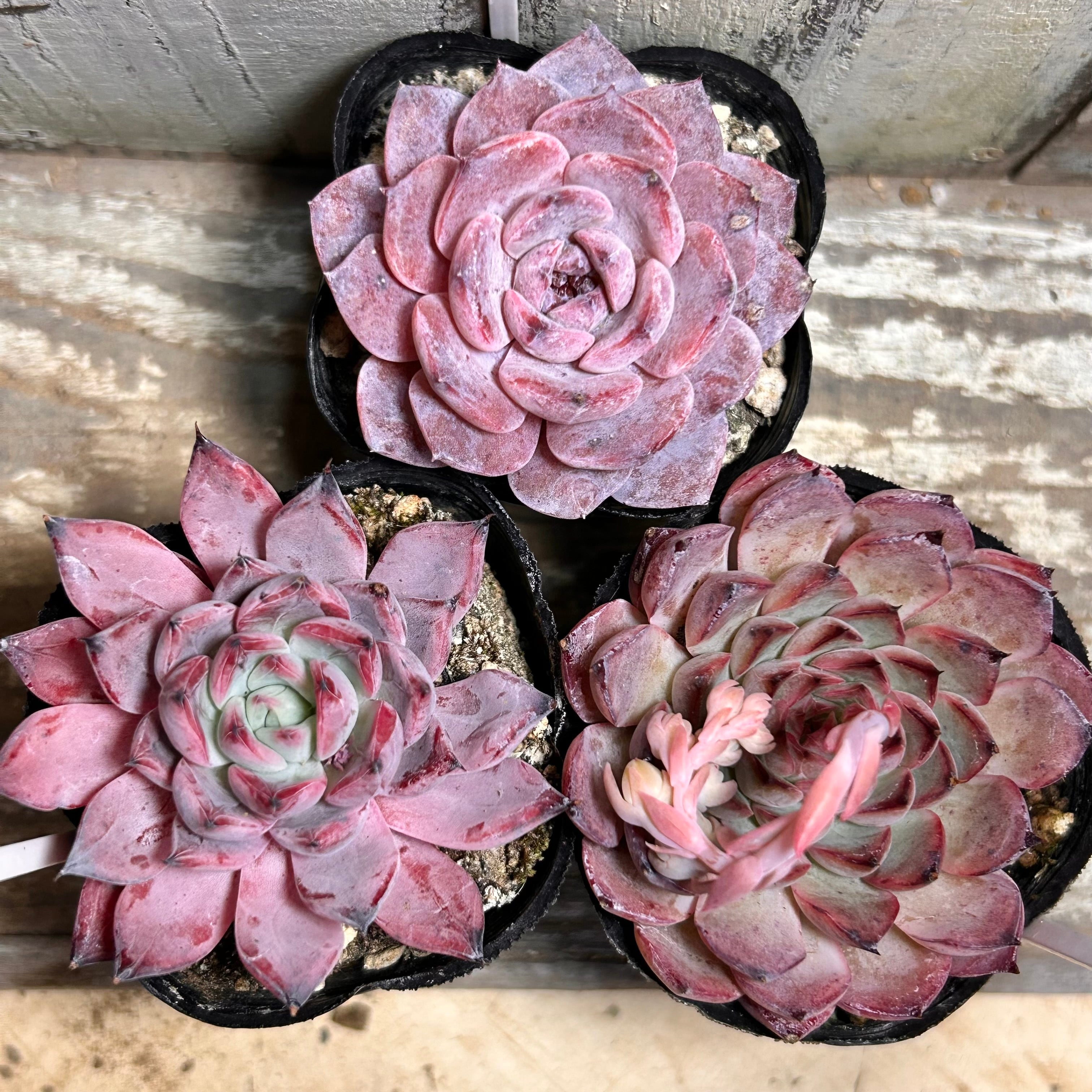 バニーカクタス | RuPo 多肉植物専門店