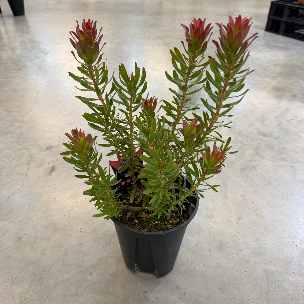 ミメテス　クラッカージャックレッド【988】