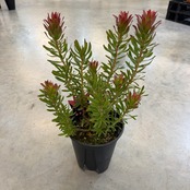 ミメテス　クラッカージャックレッド【988】