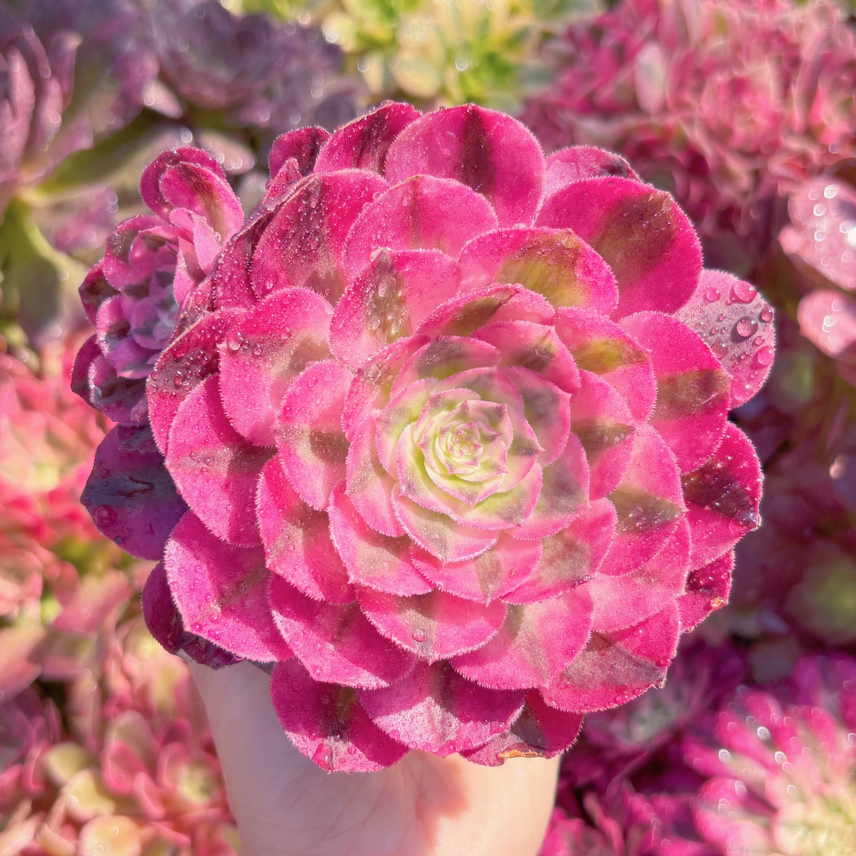 多肉植物　傾城（けいせい）　新入荷　るる農園