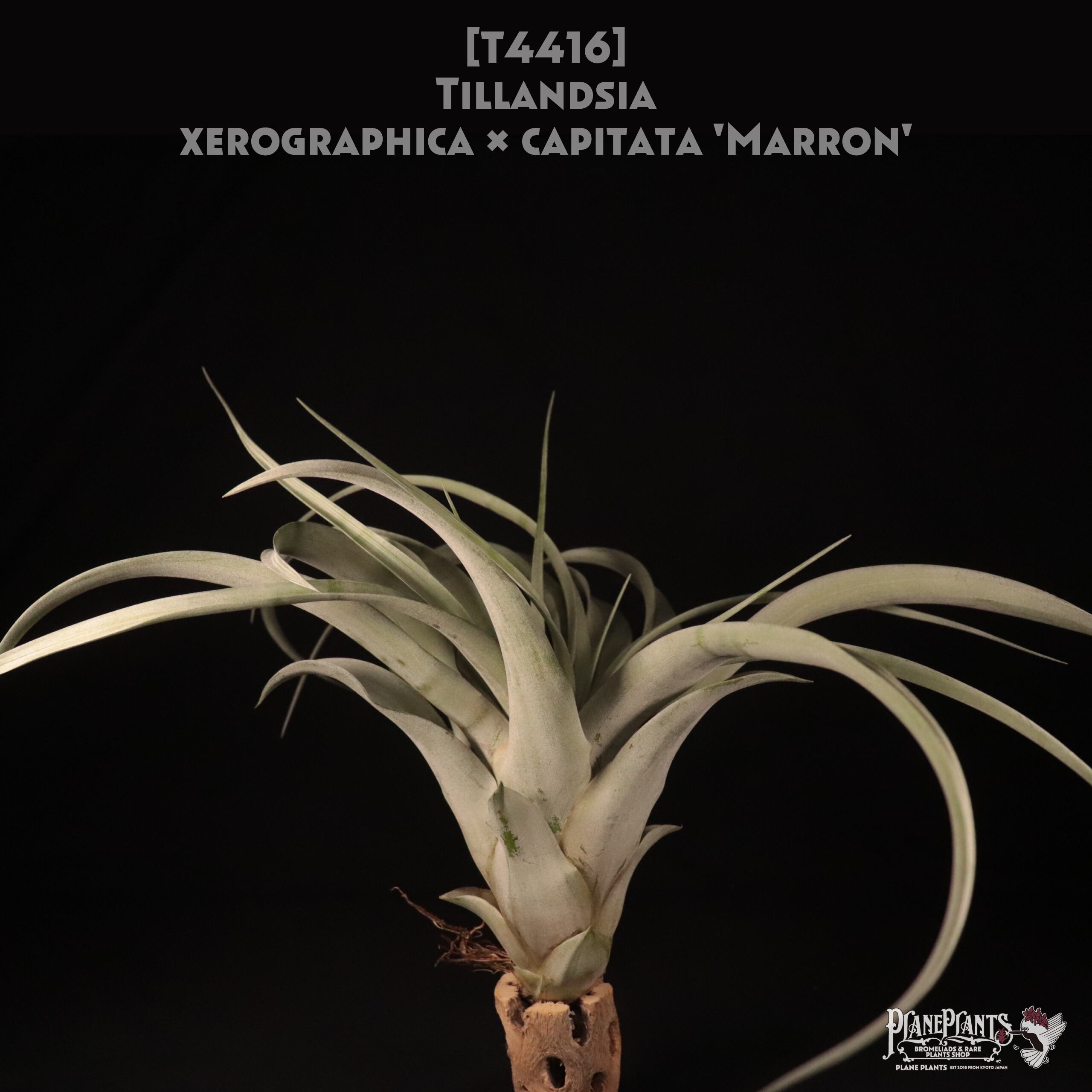 【送料無料】xerographica x capitata 'Marron'〔エアプランツ〕現品発送T4416