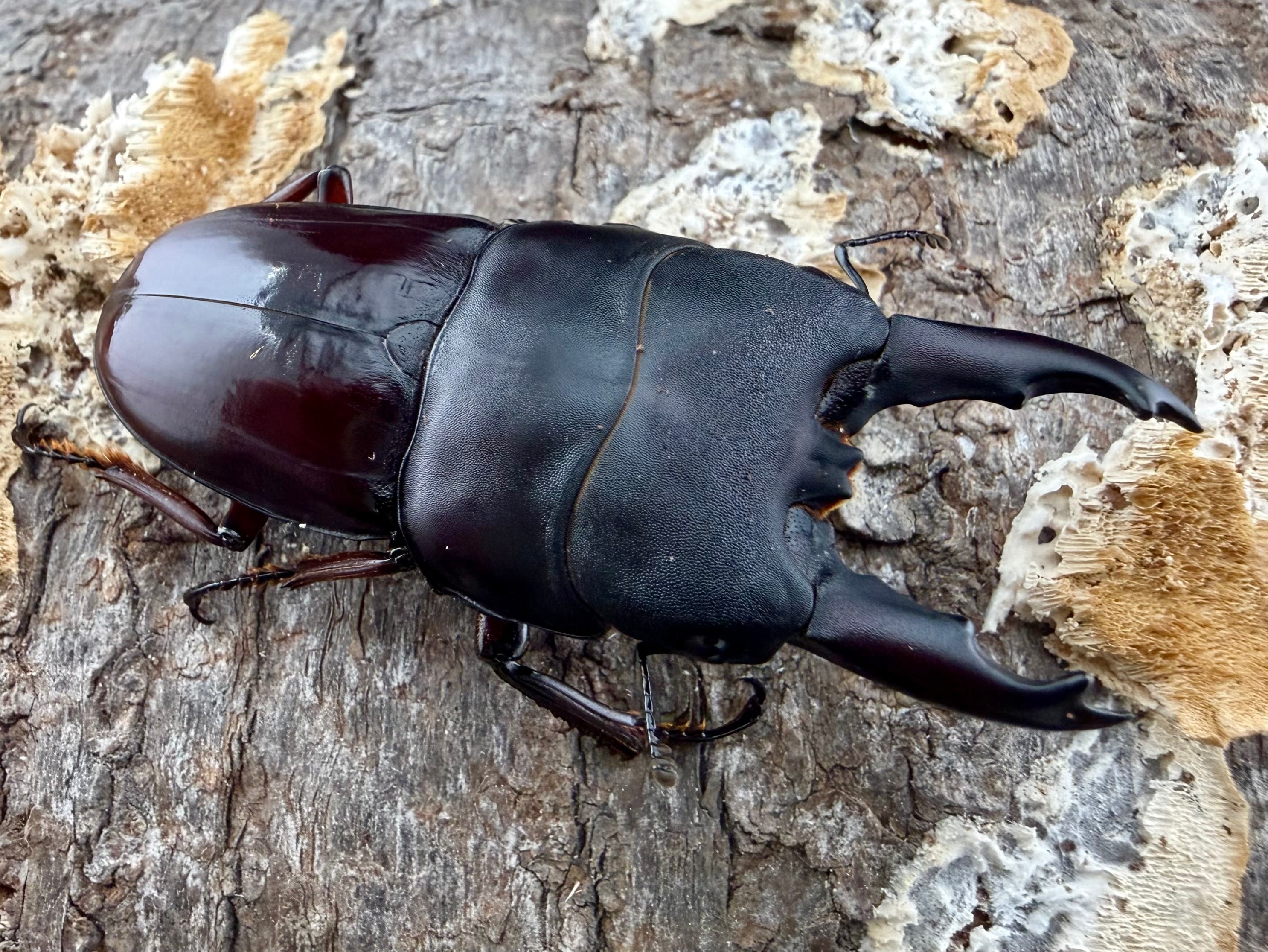 WD】良型《パラワンオオヒラタクワガタ 95mm ペア》 | KPW公式