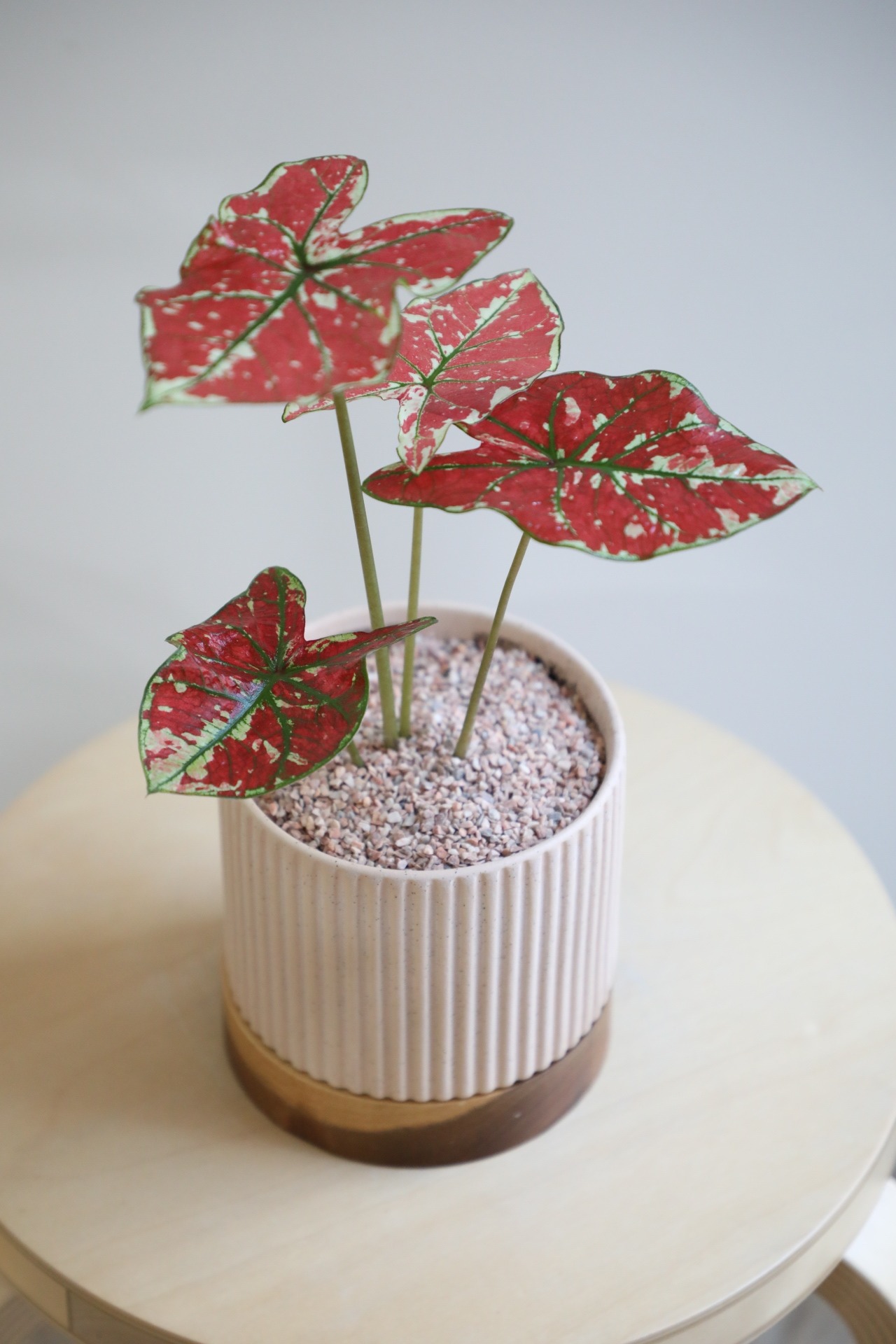 【S】カラジウム ファイヤーフェニックス/Caladium