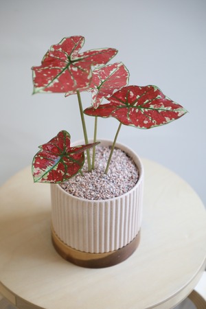 【S】カラジウム ファイヤーフェニックス/Caladium