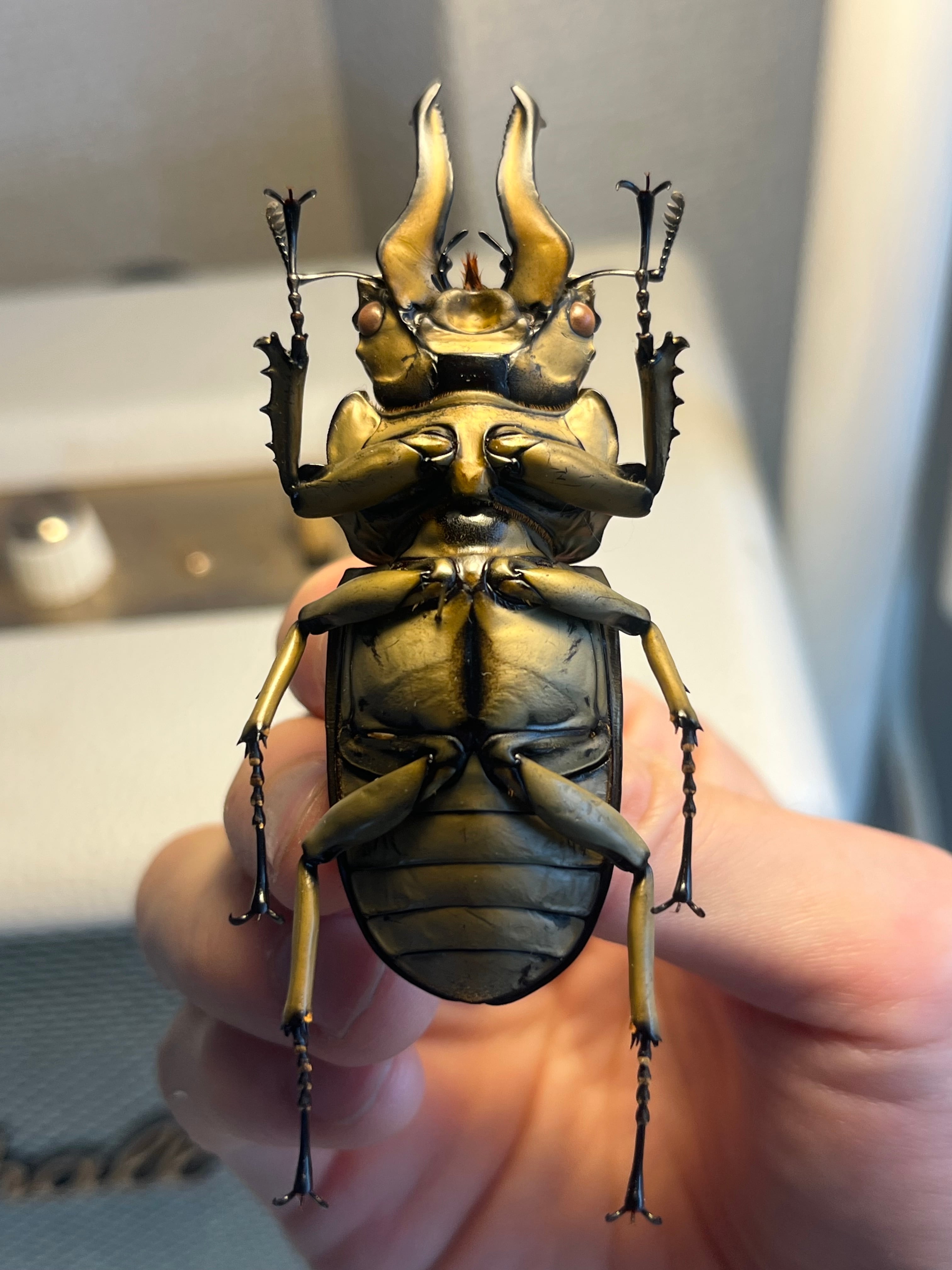 【WC76mm】ローゼンベルグオウゴンオニクワガタ 標本　タランドゥスオオツヤ WC76mm】ローゼンベルグオウゴンオニクワガタ Allotopus タランドゥス