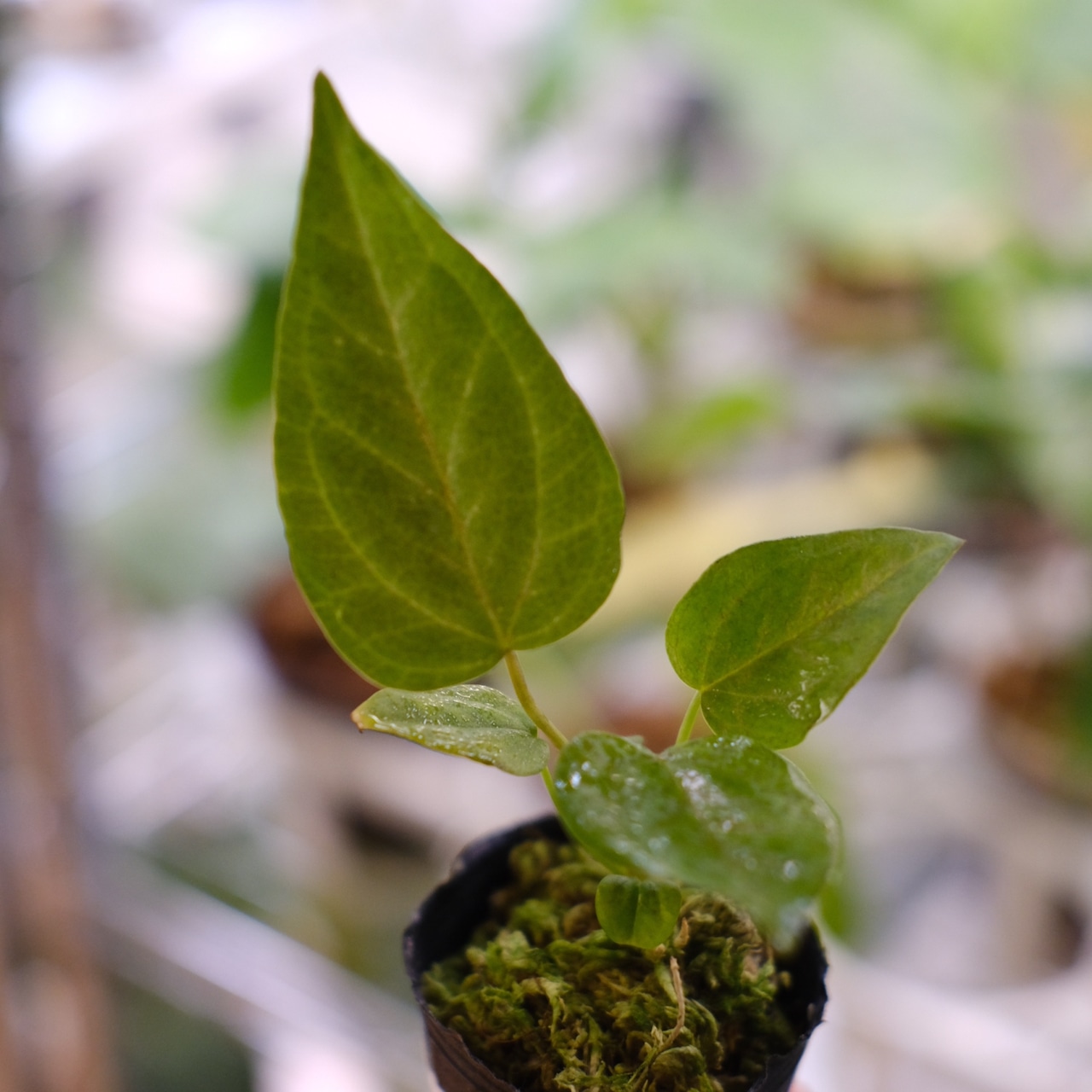 【希少】Anthurium Queen of Heart / アンスリウム クイーン オブ ハート② / 観葉植物<育て方・花言葉>