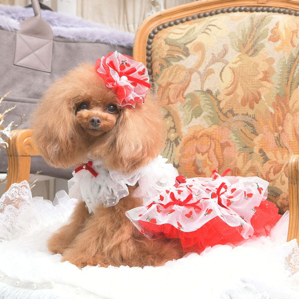 リュクスバーディ Sサイズ