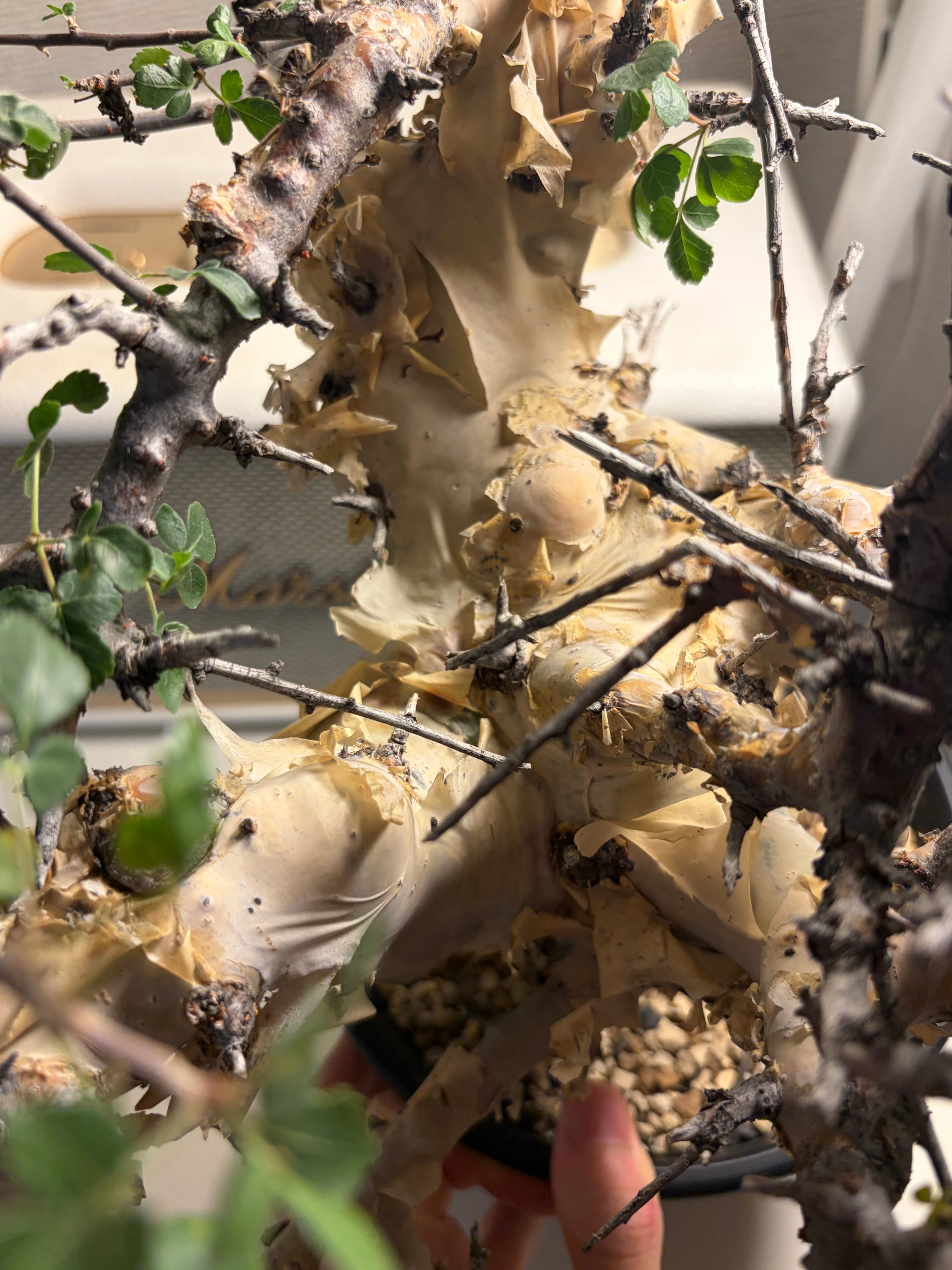 荒れ狂うコミフォラ カタフ ターカネンシス Commiphora グラキリス