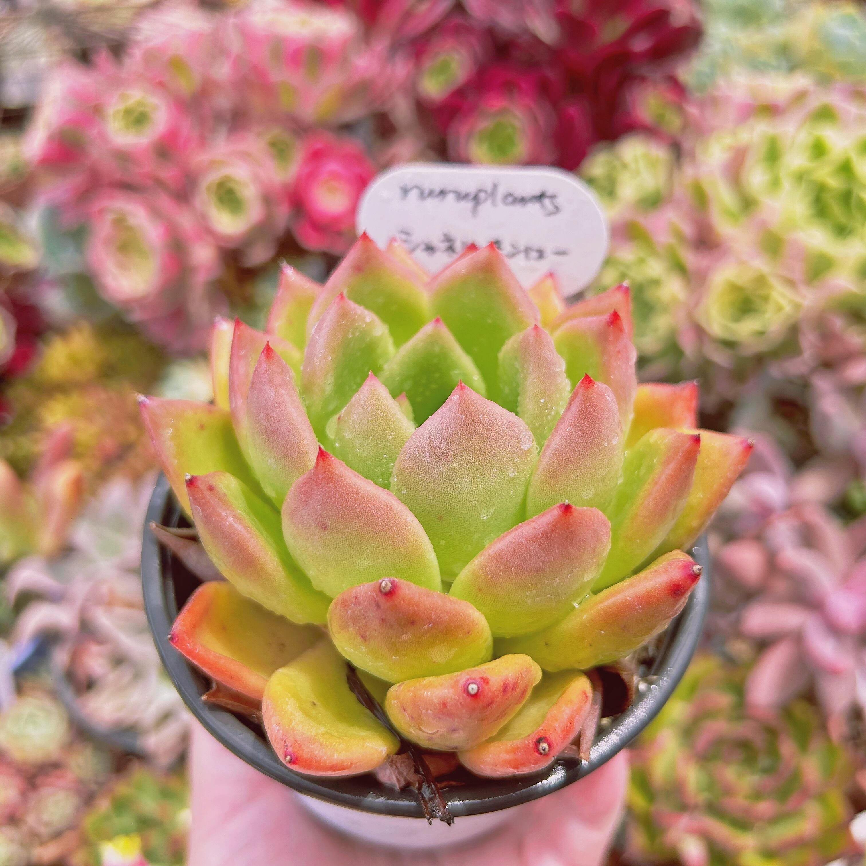 多肉植物。シャネル法師錦抜き苗 【公式通販】