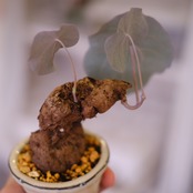 Stephania kaweesakii│ステファニア カウィーサキー②│観葉植物│盆栽風