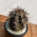 Copiapoa dura【コピアポア・デュラ・銅羅丸・実生】