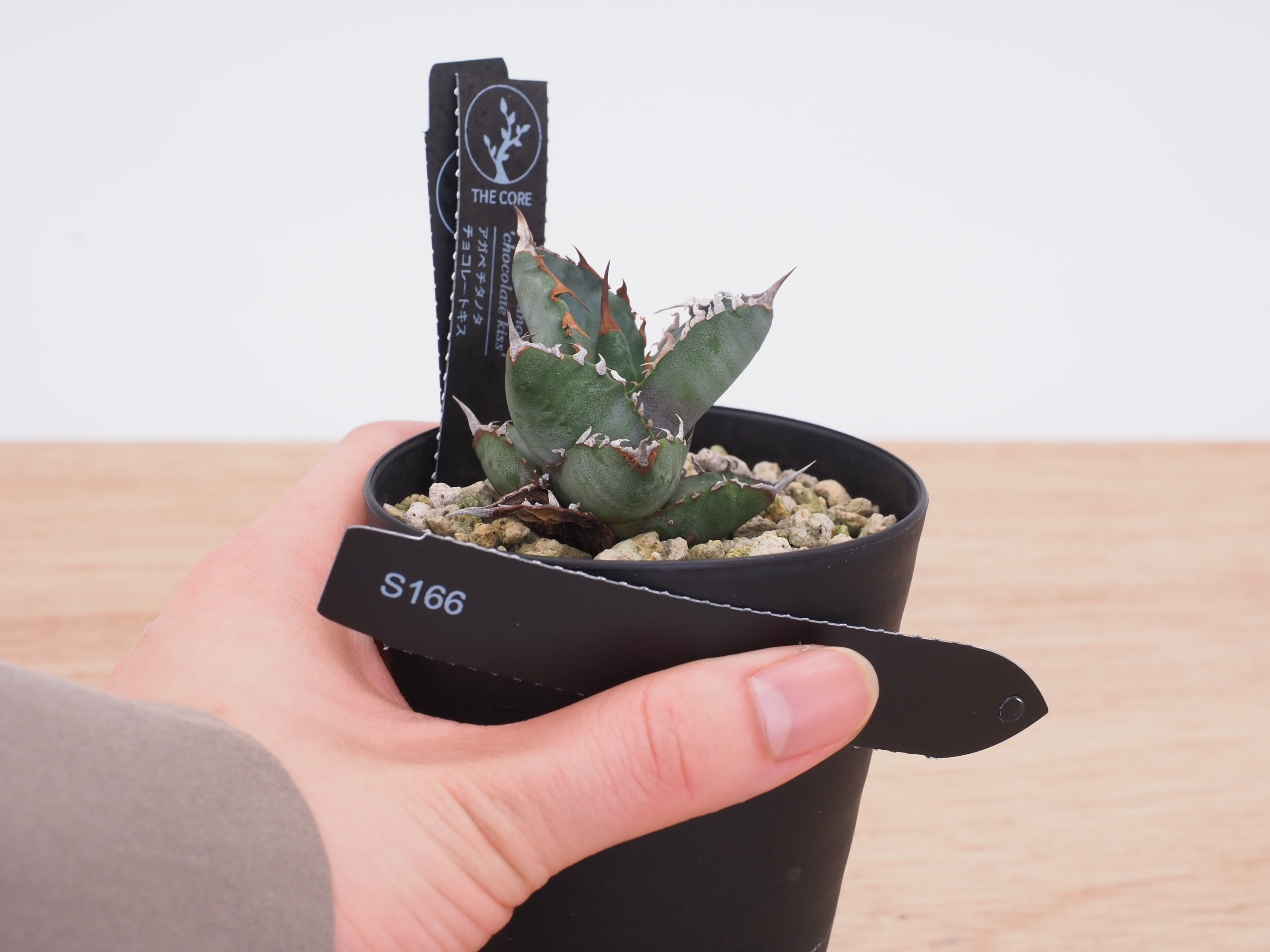 アガベ チタノタ　No.007 子株 Agave titanota(アガベ チタノタ ) #CS-007 悪魔系 子株 | THE CORE