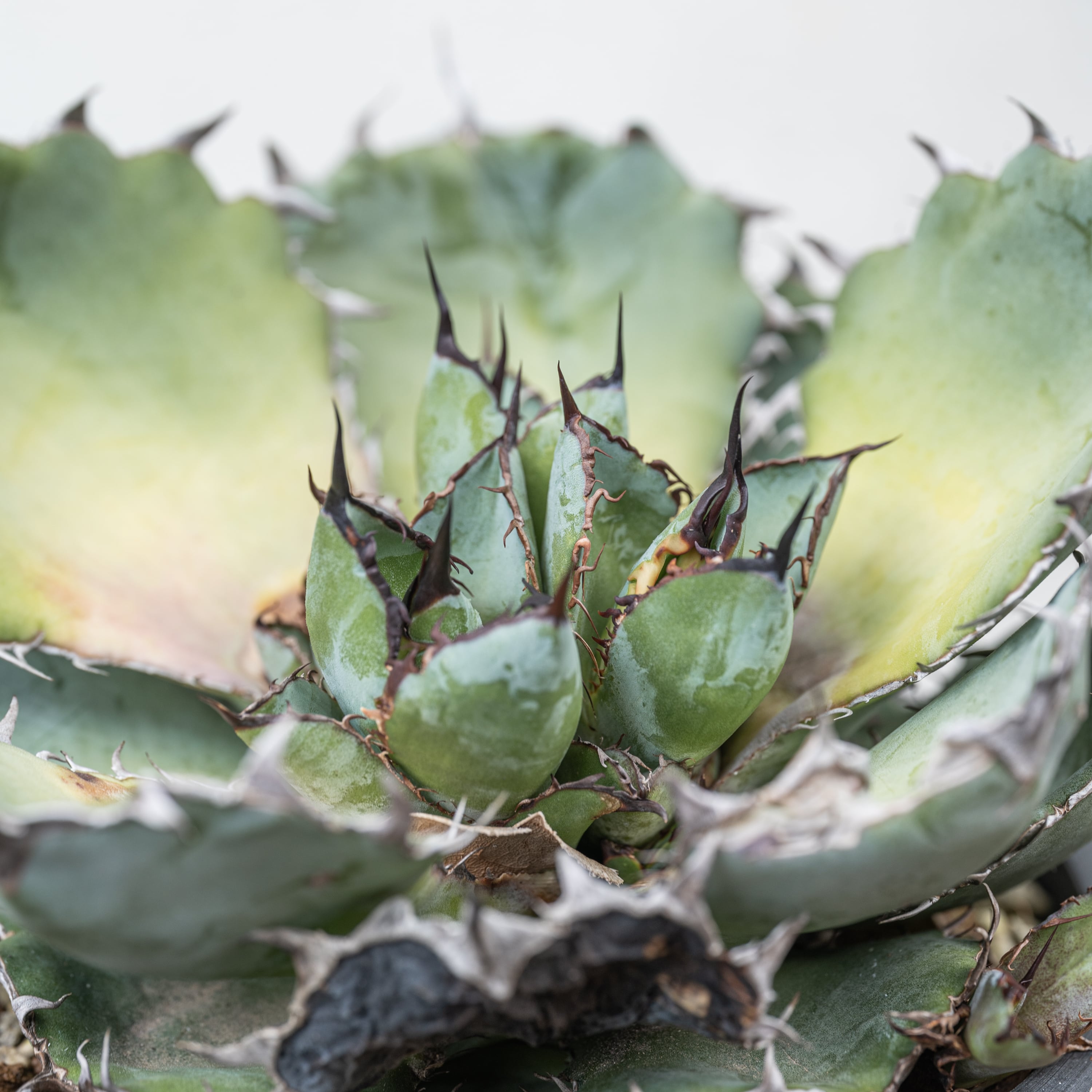 胴切り株】アガベ チタノタ ブラック&ブルー | Agave Rocon 胴切り株】アガベ チタノタ ブラック&ブルー | Agave Rocon