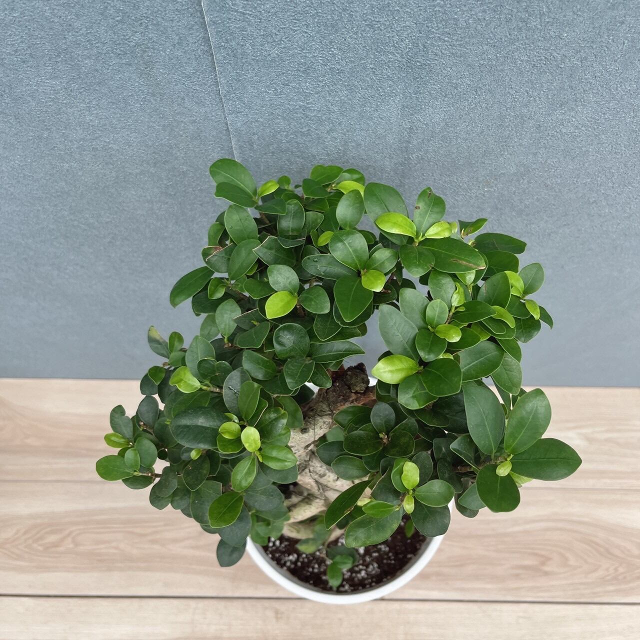 がじゅまる ガジュマル S字カーブ 接ぎ木 7寸プラ鉢 観賞植物 ゴムの木 現品］【希少】7番 ガジュマル 曲がり 接木 8号 観葉植物 室内 レア