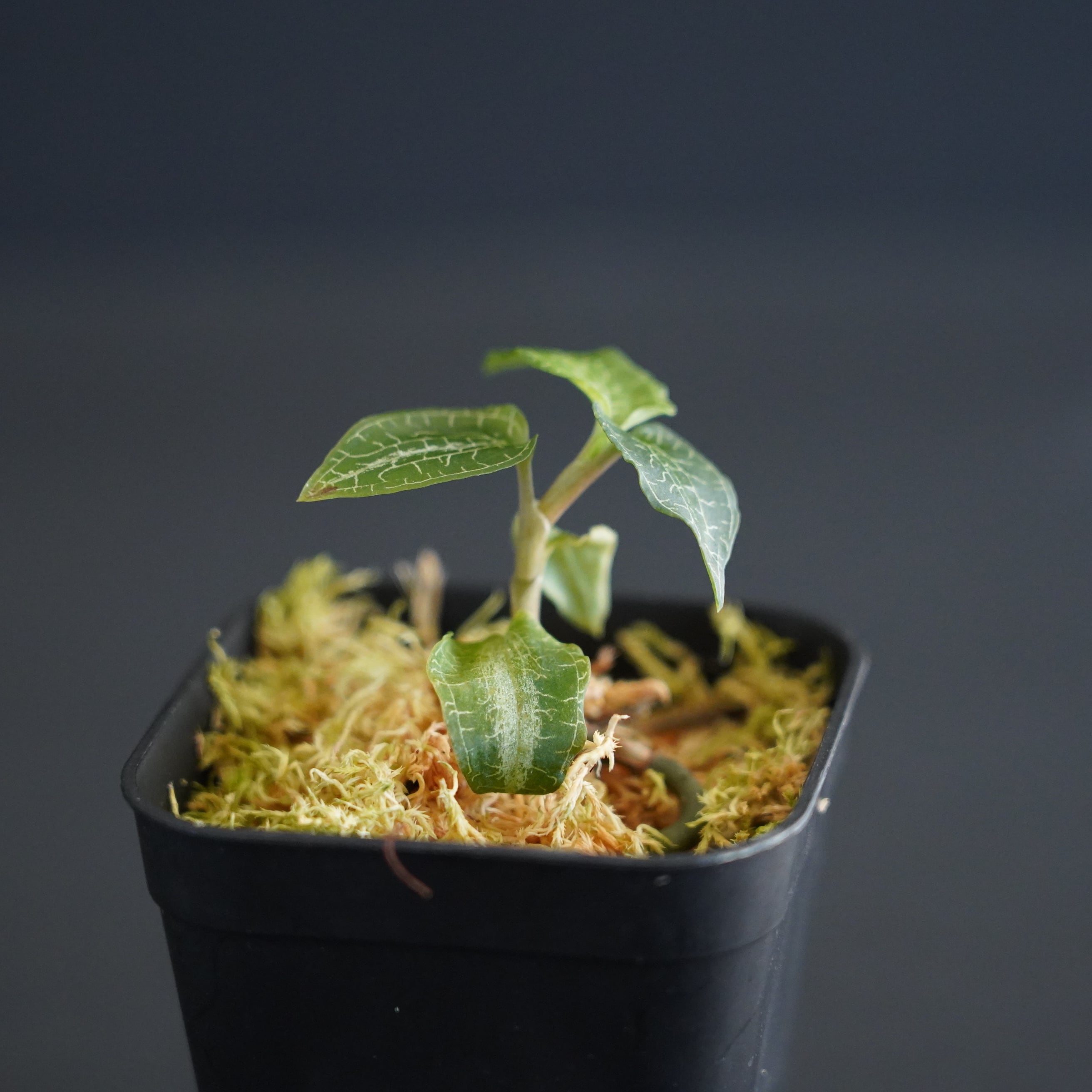 ２０鉢 ジュエル・オーキッド 宝石蘭 ◇現品◇ハチジョウシュスラン Goodyera hachijoensis【ジュエル
